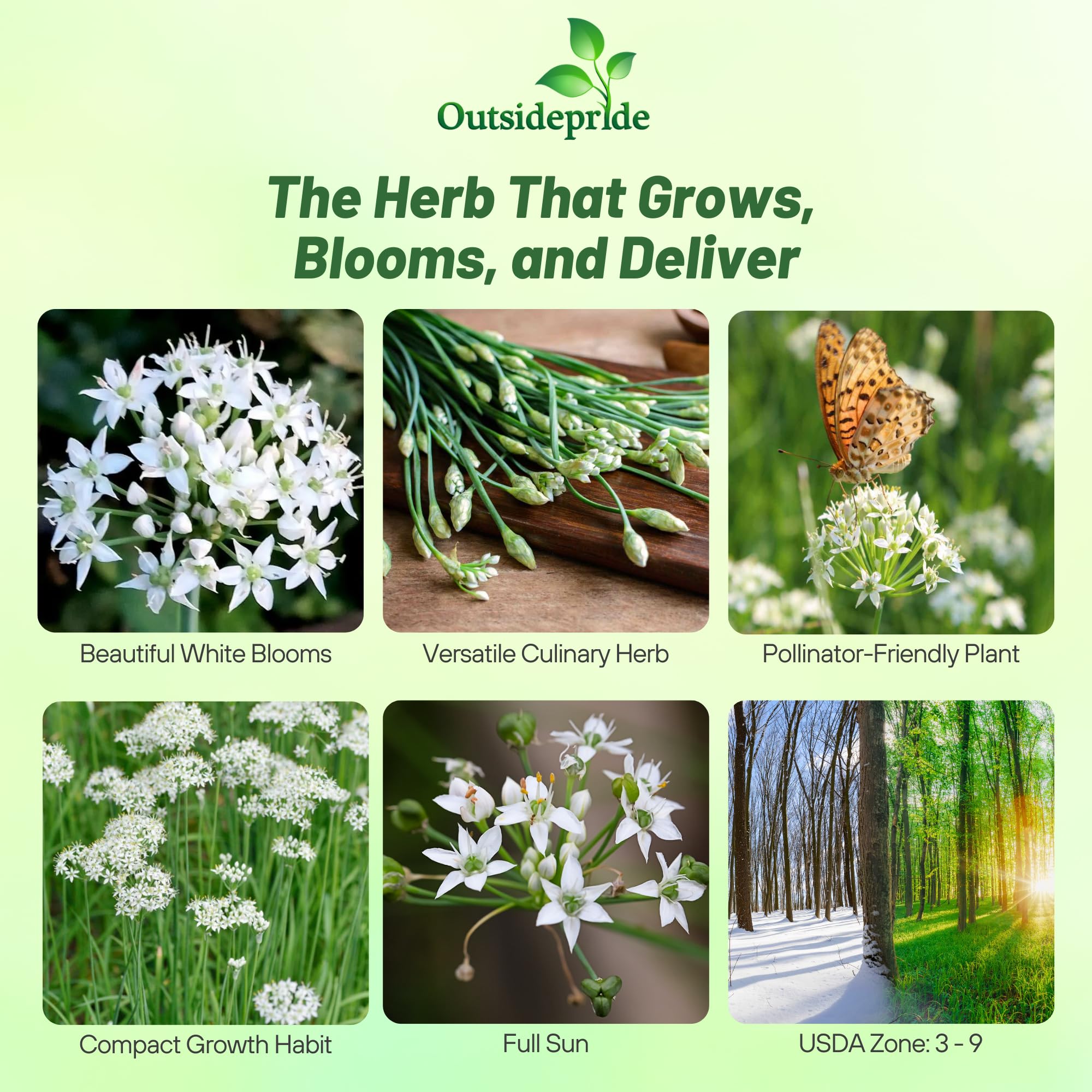 Images of Garlic Chives