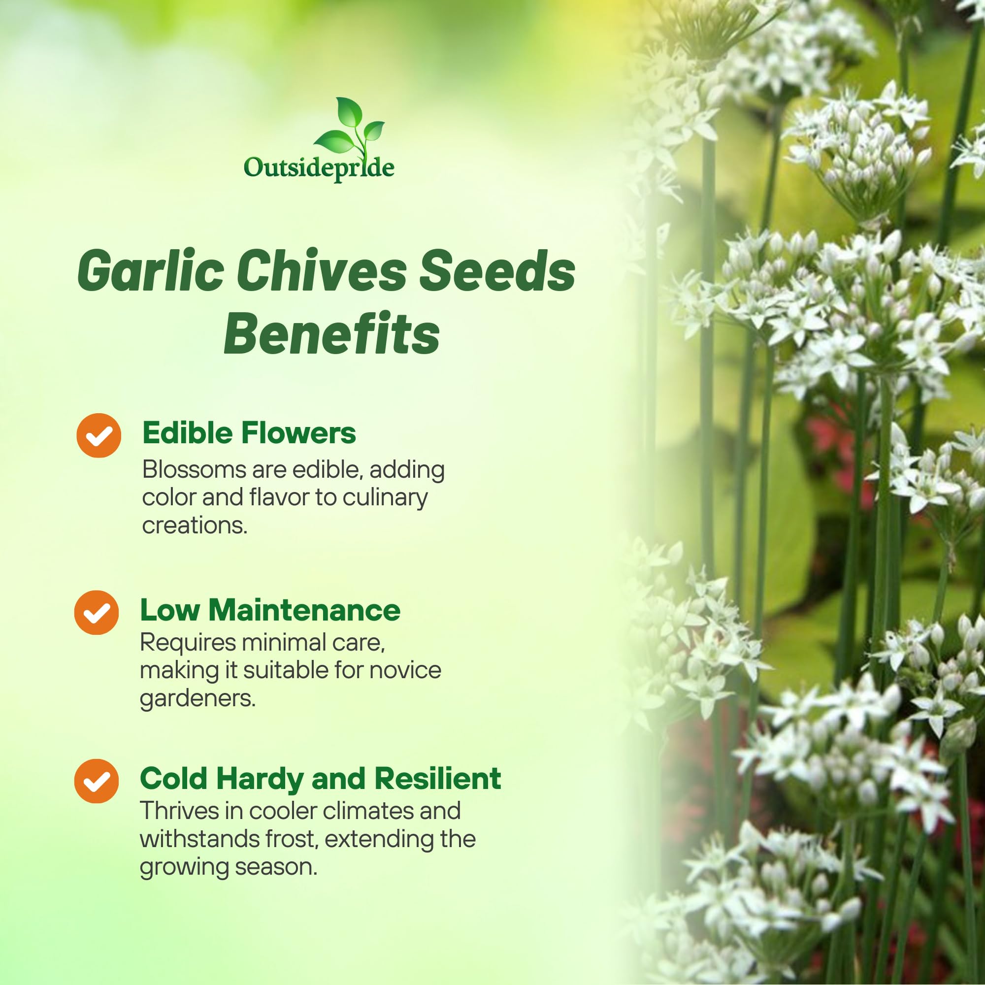 Garlic Chives Planting Directions