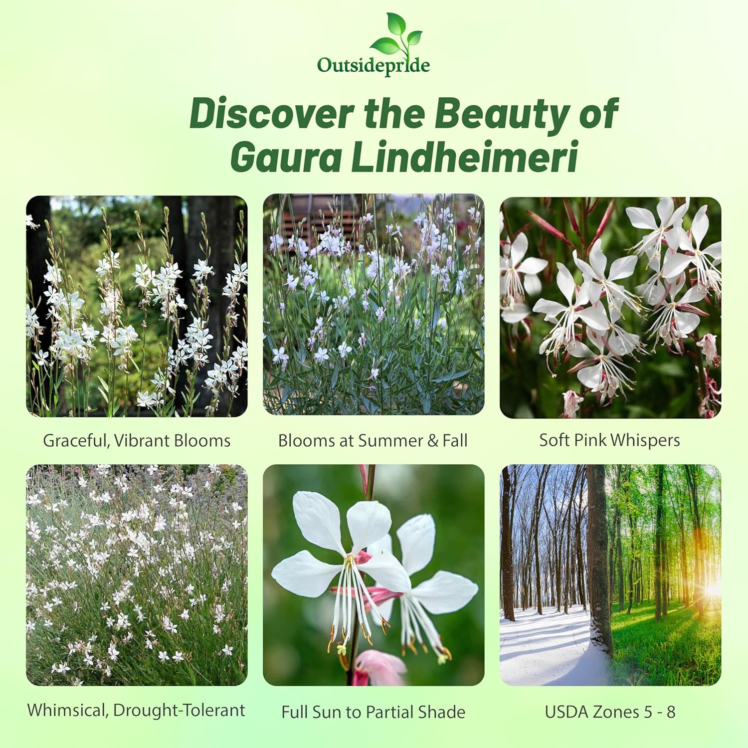 Gaura Lindheimeri