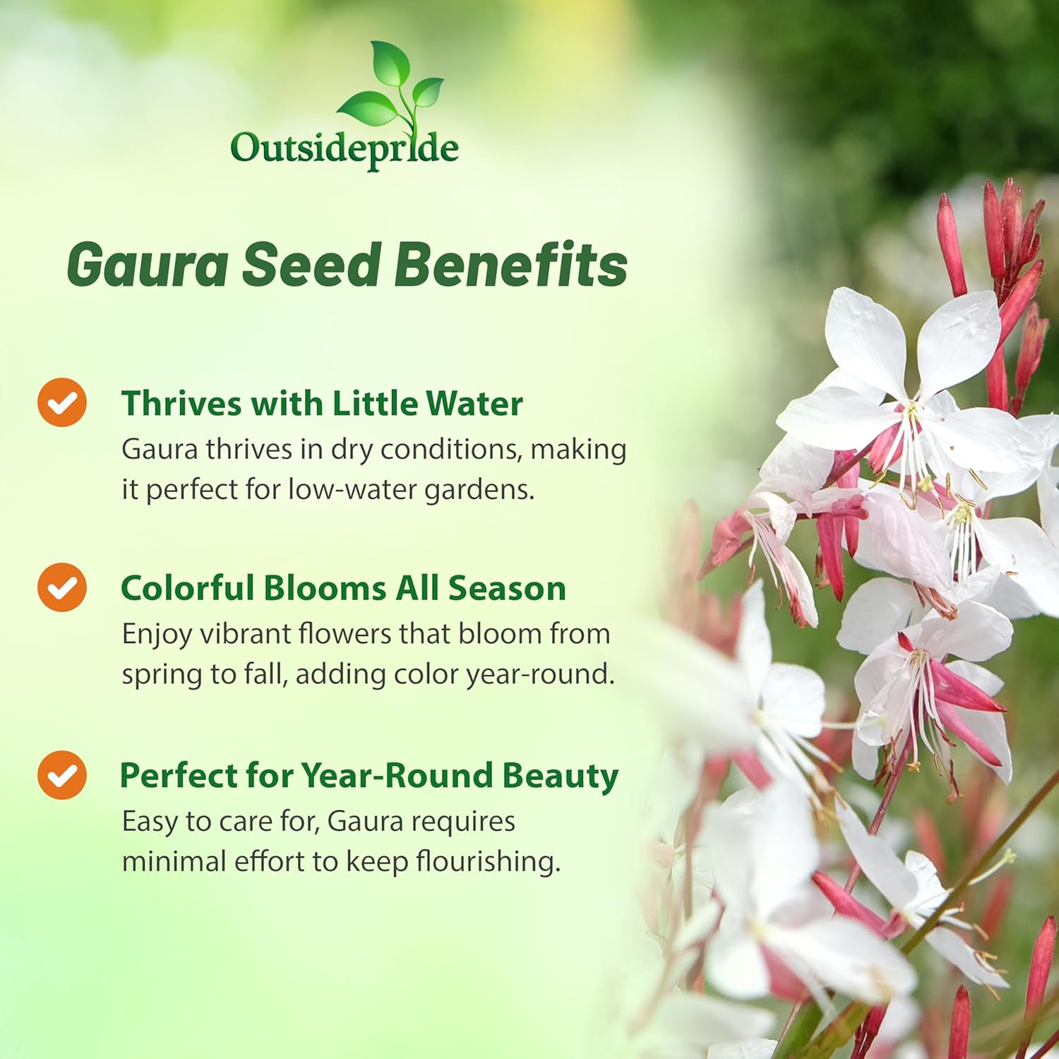 Gaura Plant Grown From Seeds