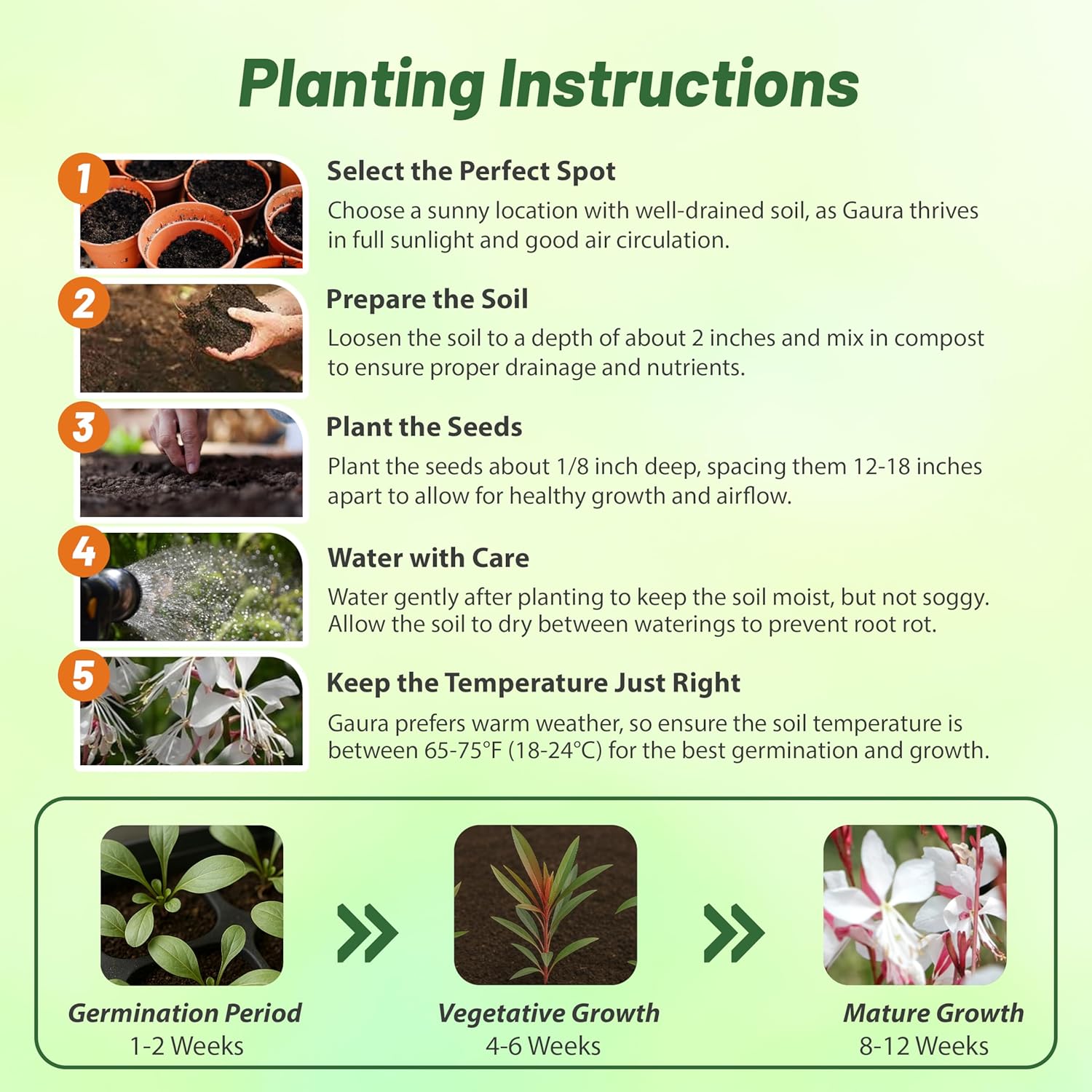 Gaura Seed Planting Directions