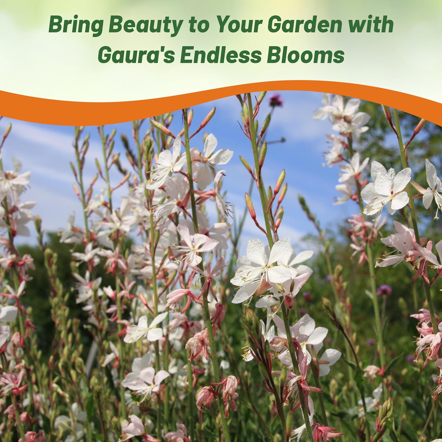 Gaura Flower Garden Plant