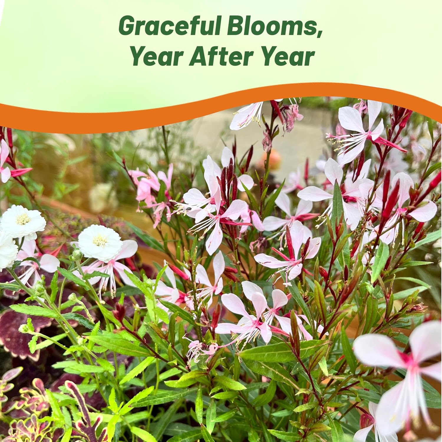 Gaura Cut Flower Garden