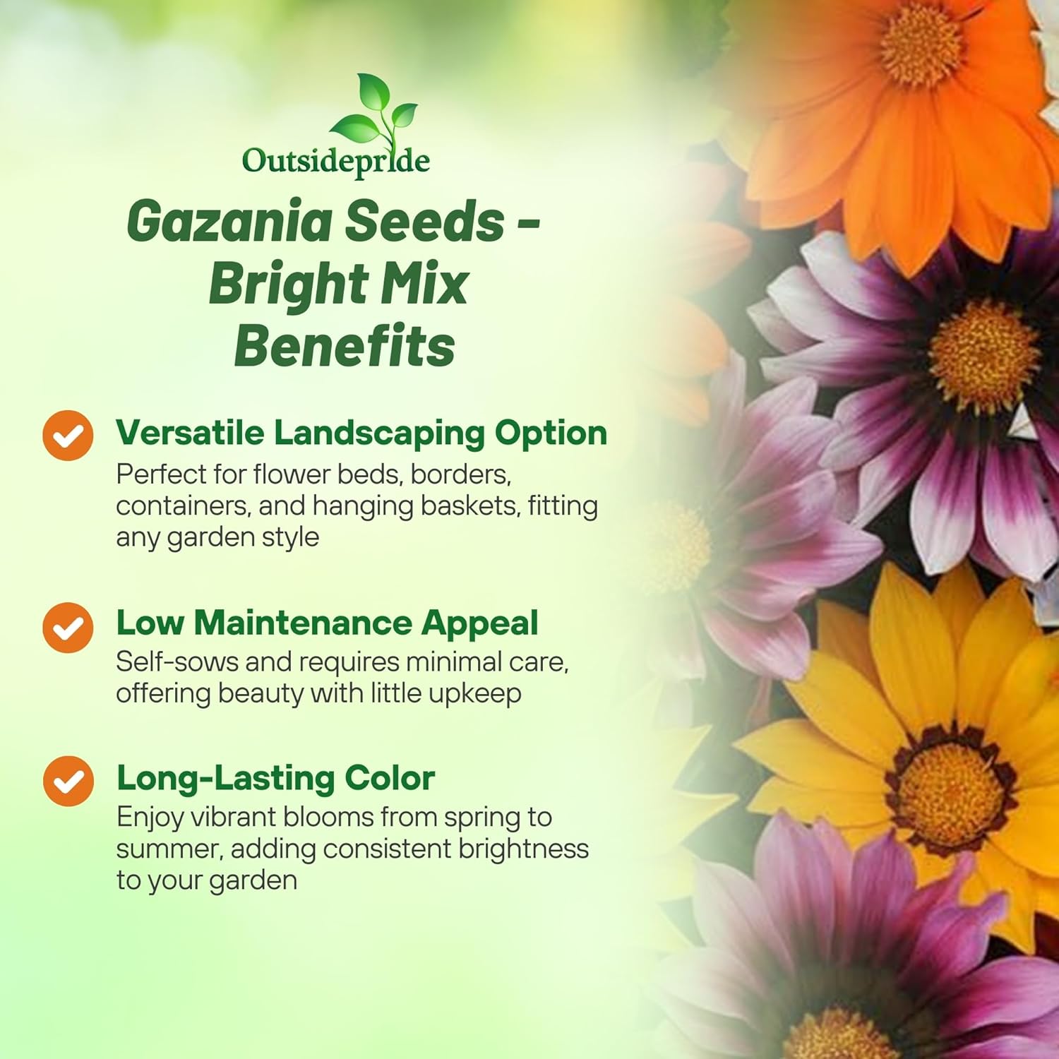 Gazania Bright Drought Tolerant Seed Mix