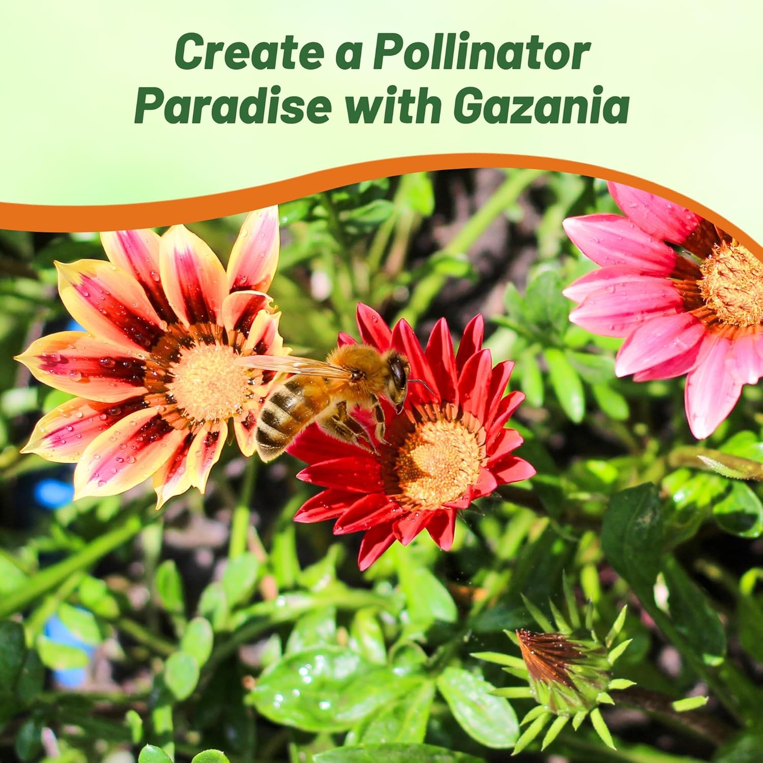 Gazania Bright Flower Seed Mix