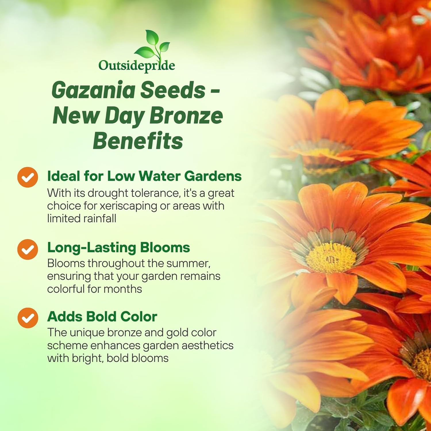 Drought Tolerant Gazania Bronze Flowers