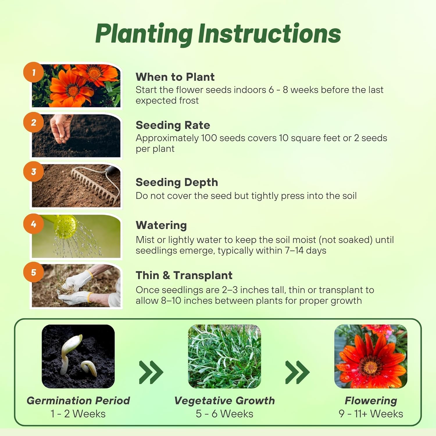 Gazania Bronze Flower Seed Planting Directions