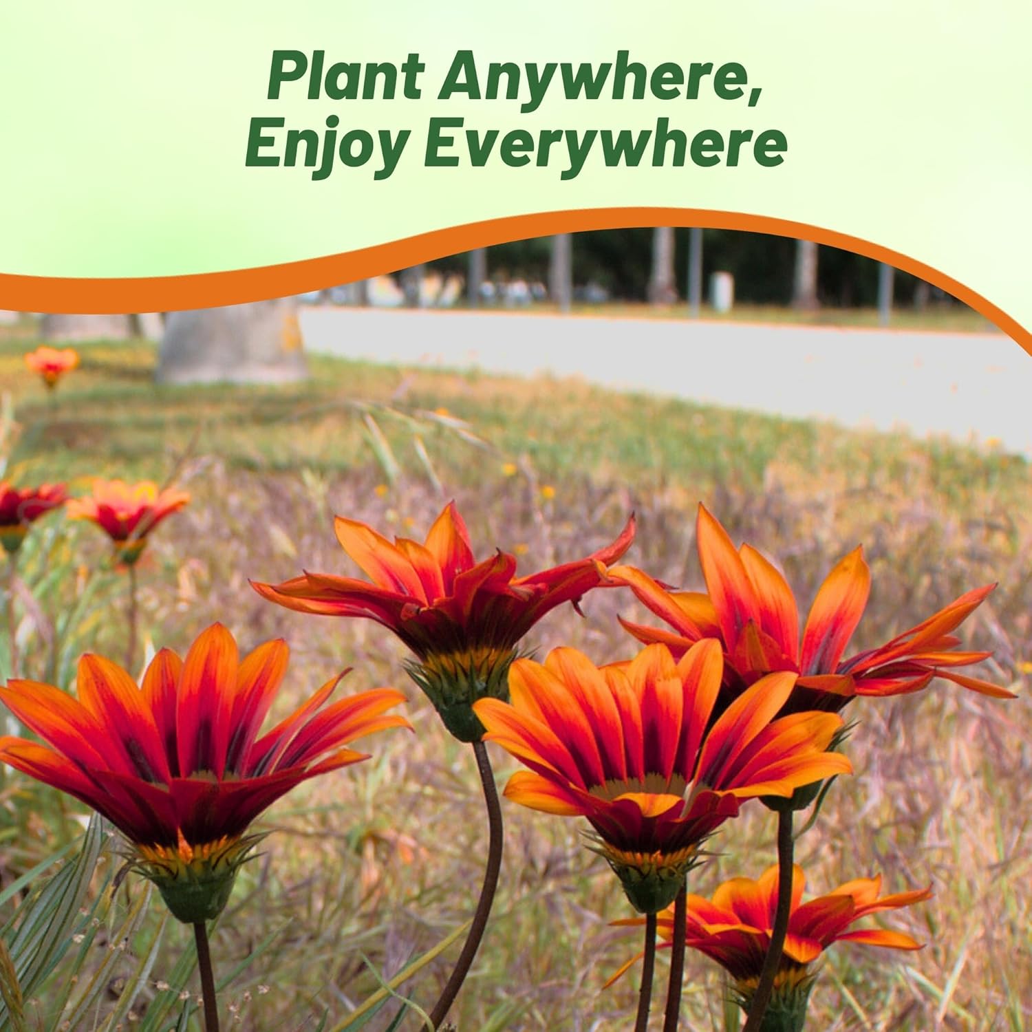 Heat Tolerant Gazania Bronze Flowers