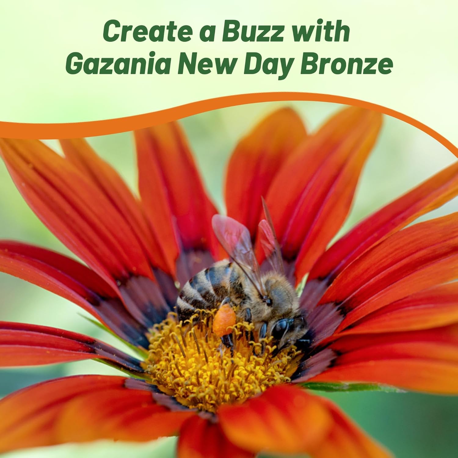 Gazania Bronze Ground Cover Flowers