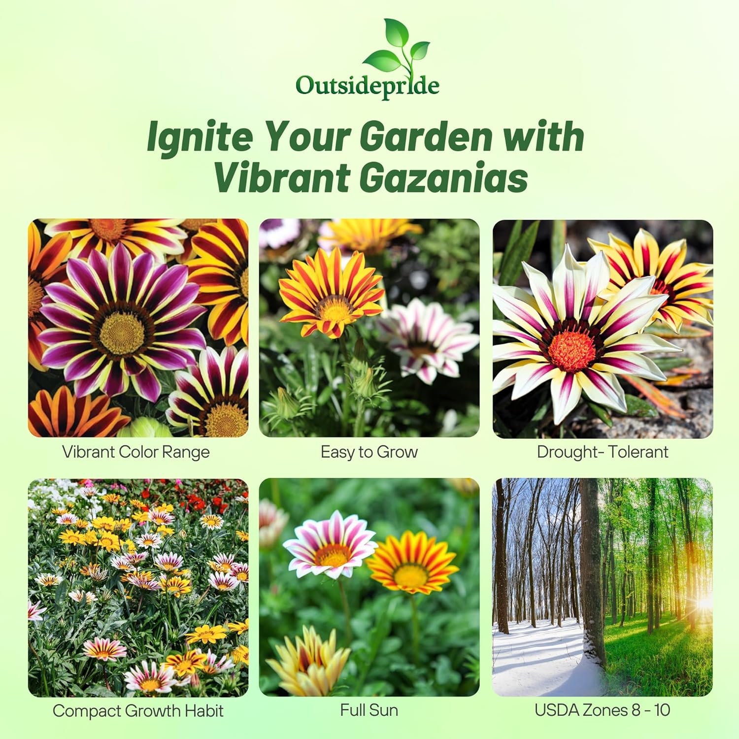 Gazania Kiss Flame Drought Tolerant Mix