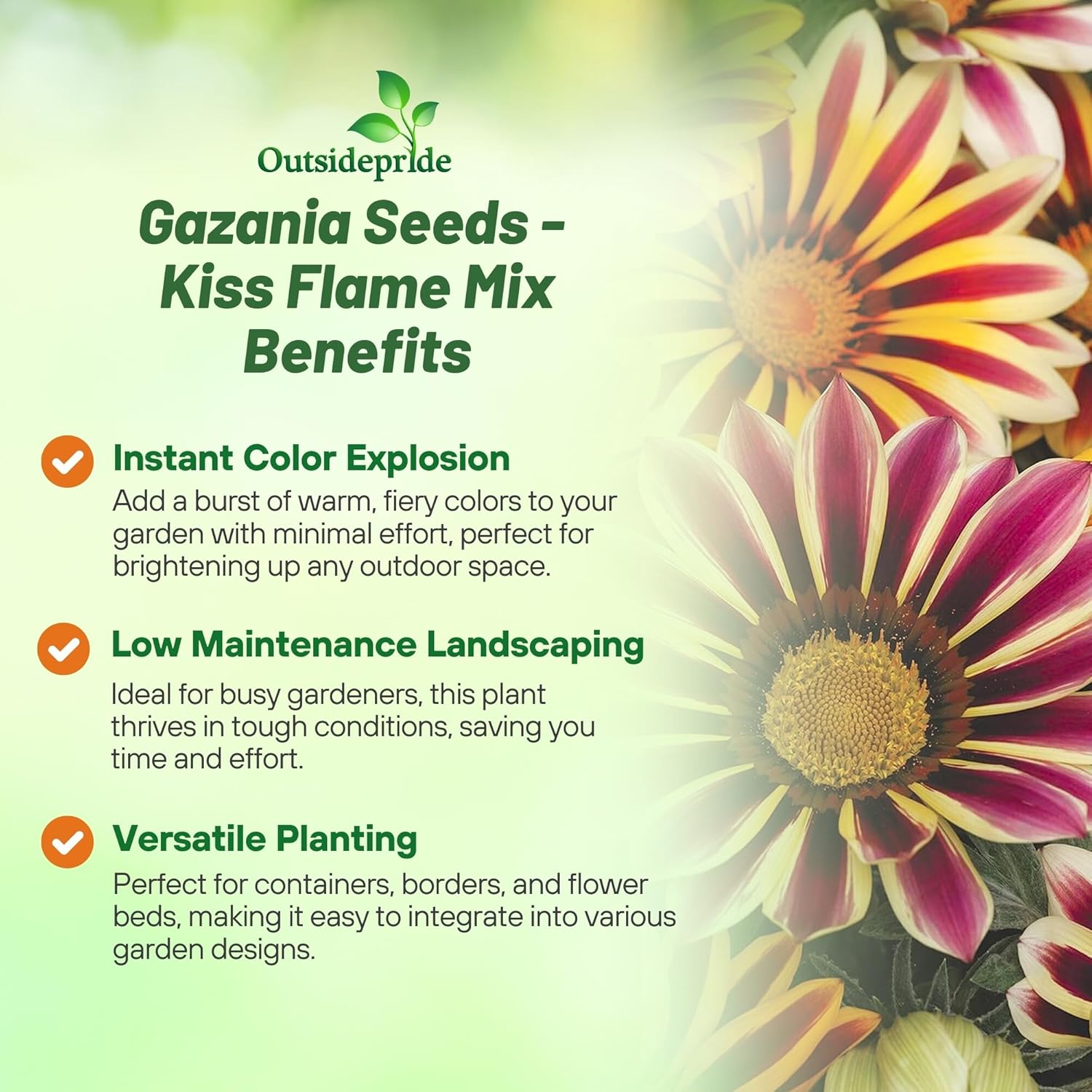 Gazania Kiss Flame Ground Cover Mix