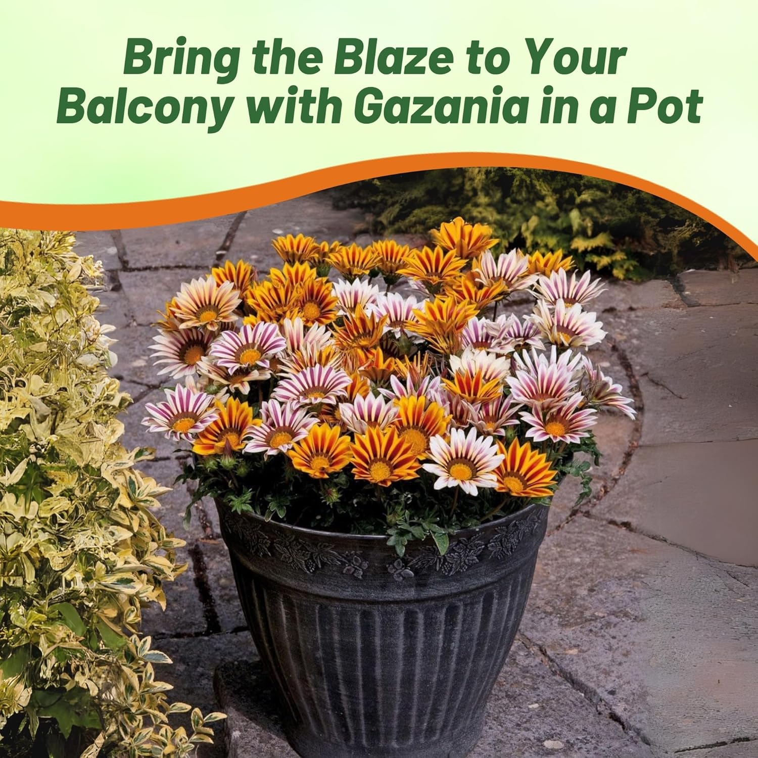 Gazania Kiss Flame Flower Mix