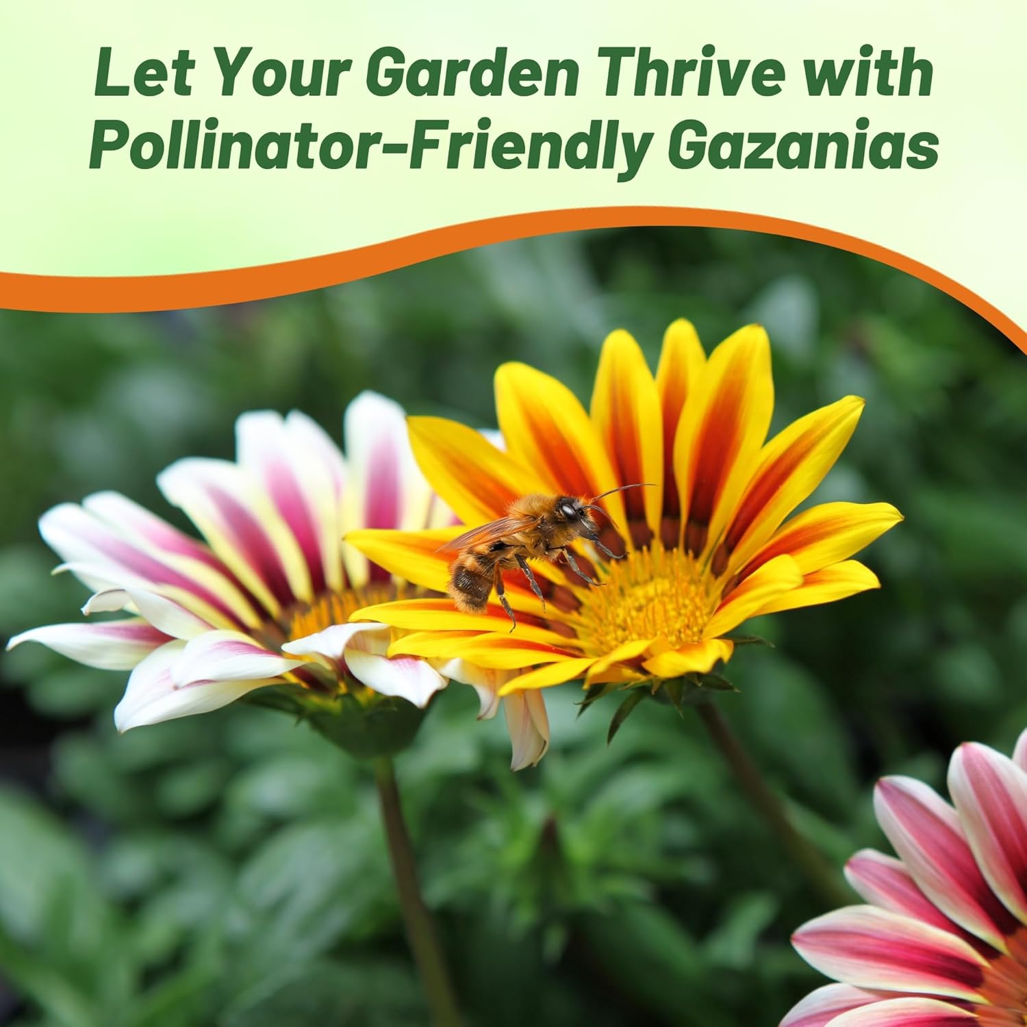 Gazania Kiss Flame Flower Bed Mix