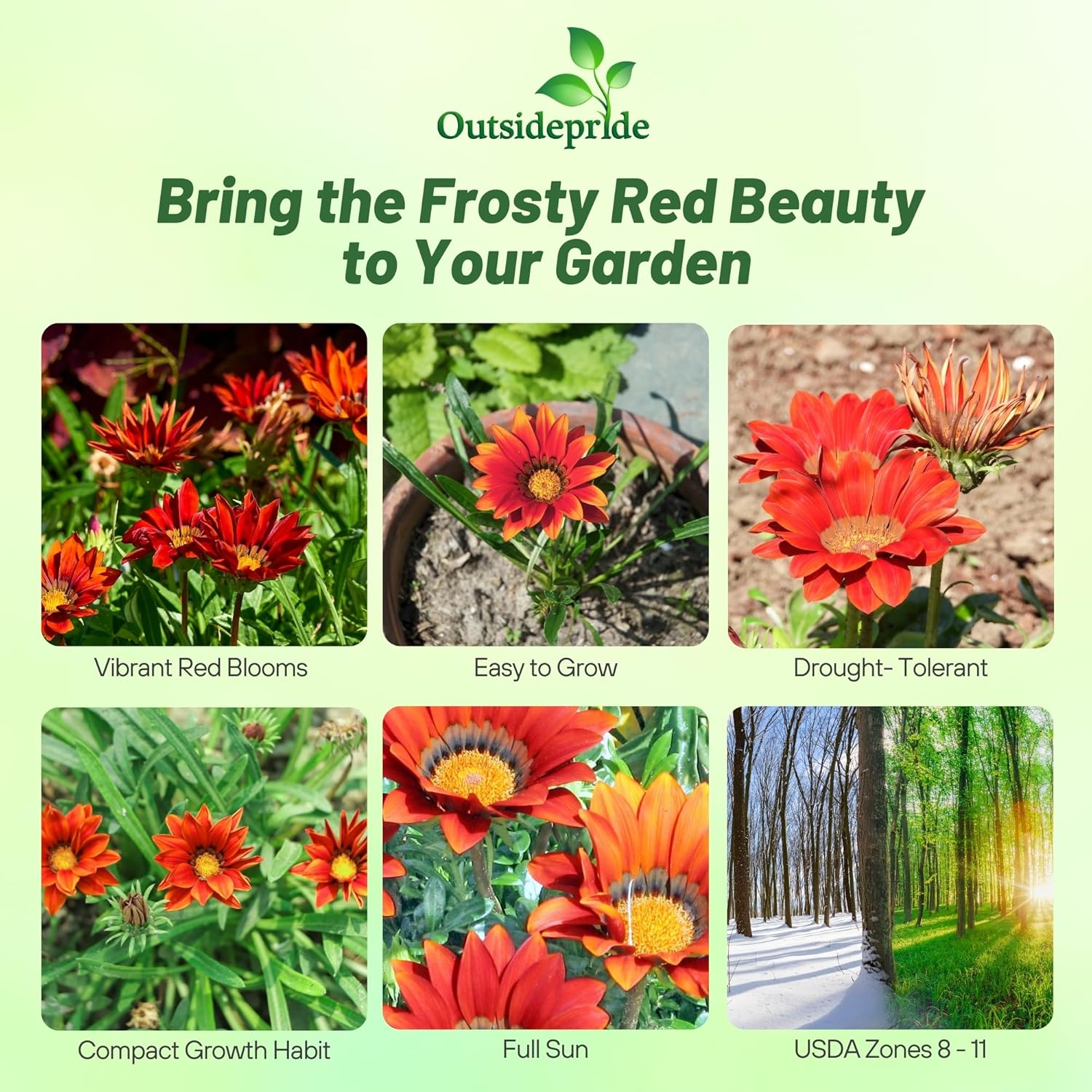 Drought Tolerant Gazania Kiss Frosty Red