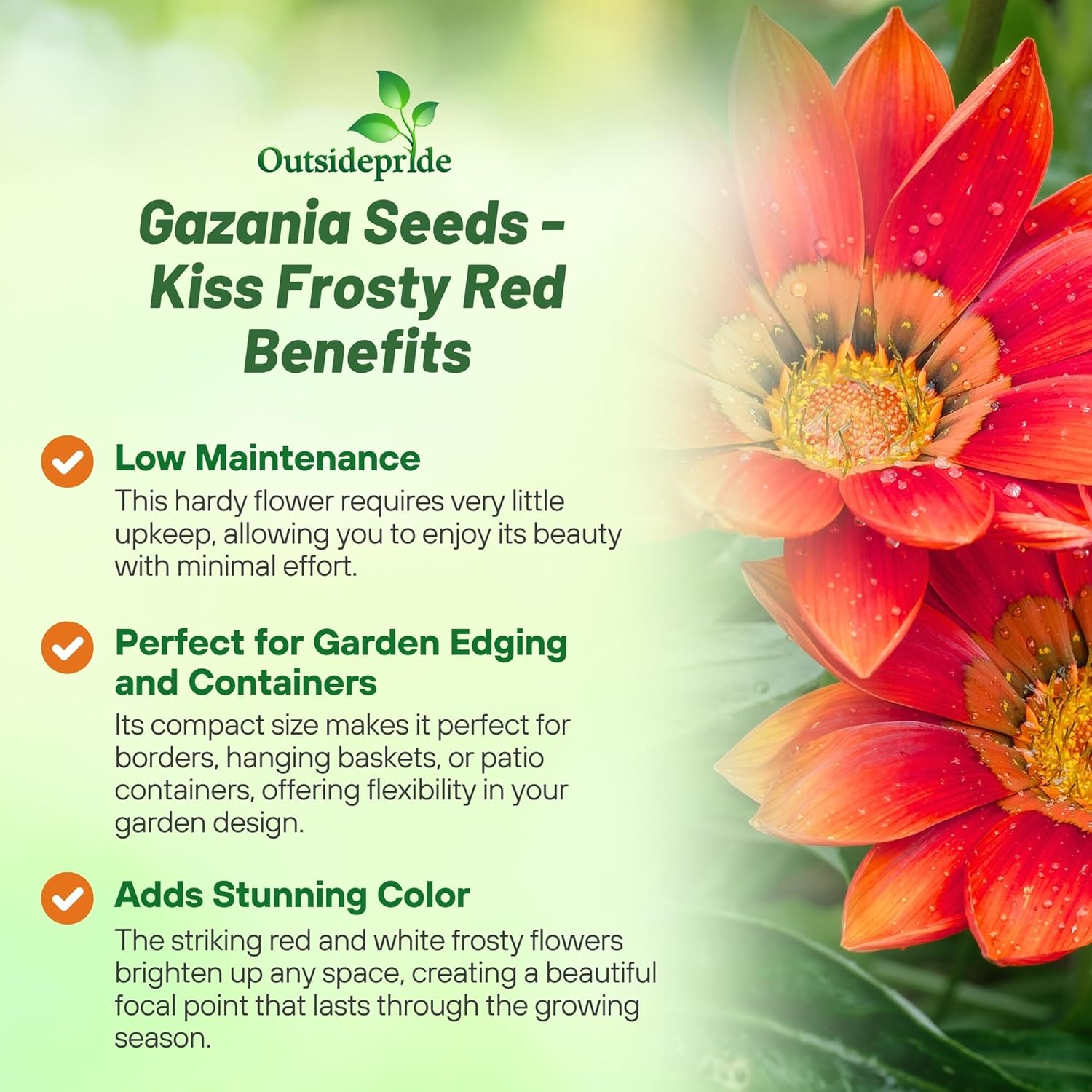 Gazania Kiss Frosty Red Ground Cover
