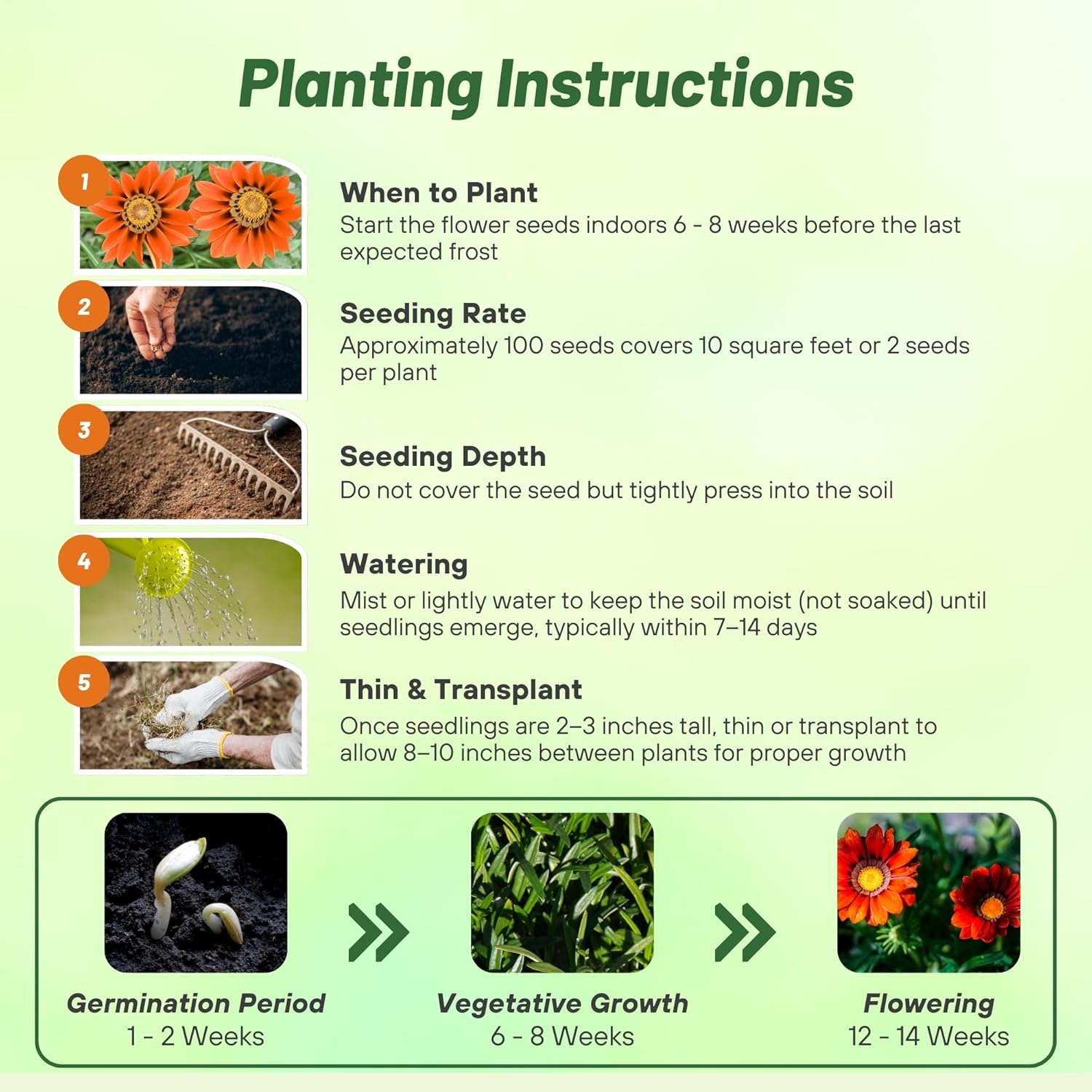 Gazania Kiss Frosty Red Planting Directions