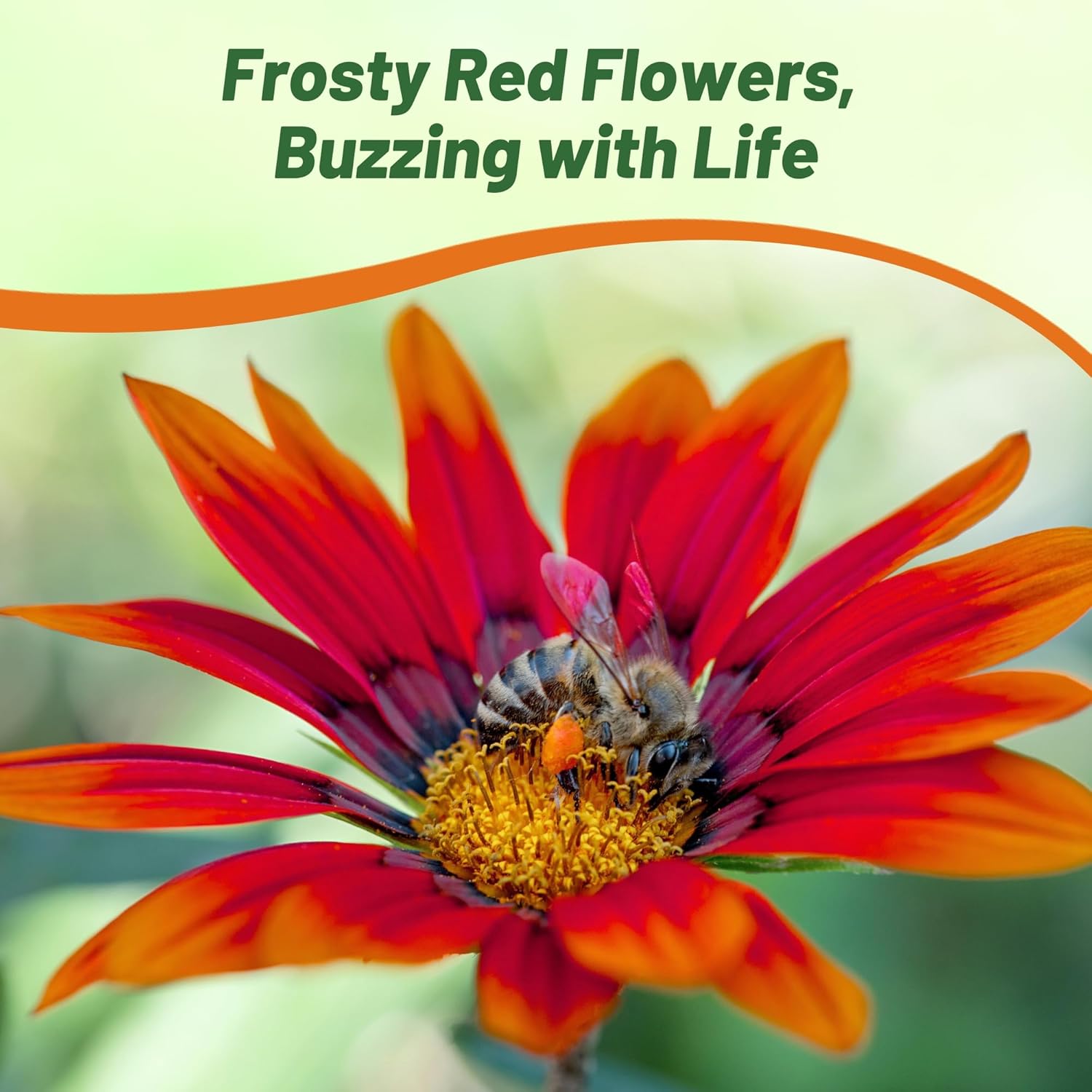 Gazania Kiss Frosty Red Flowers