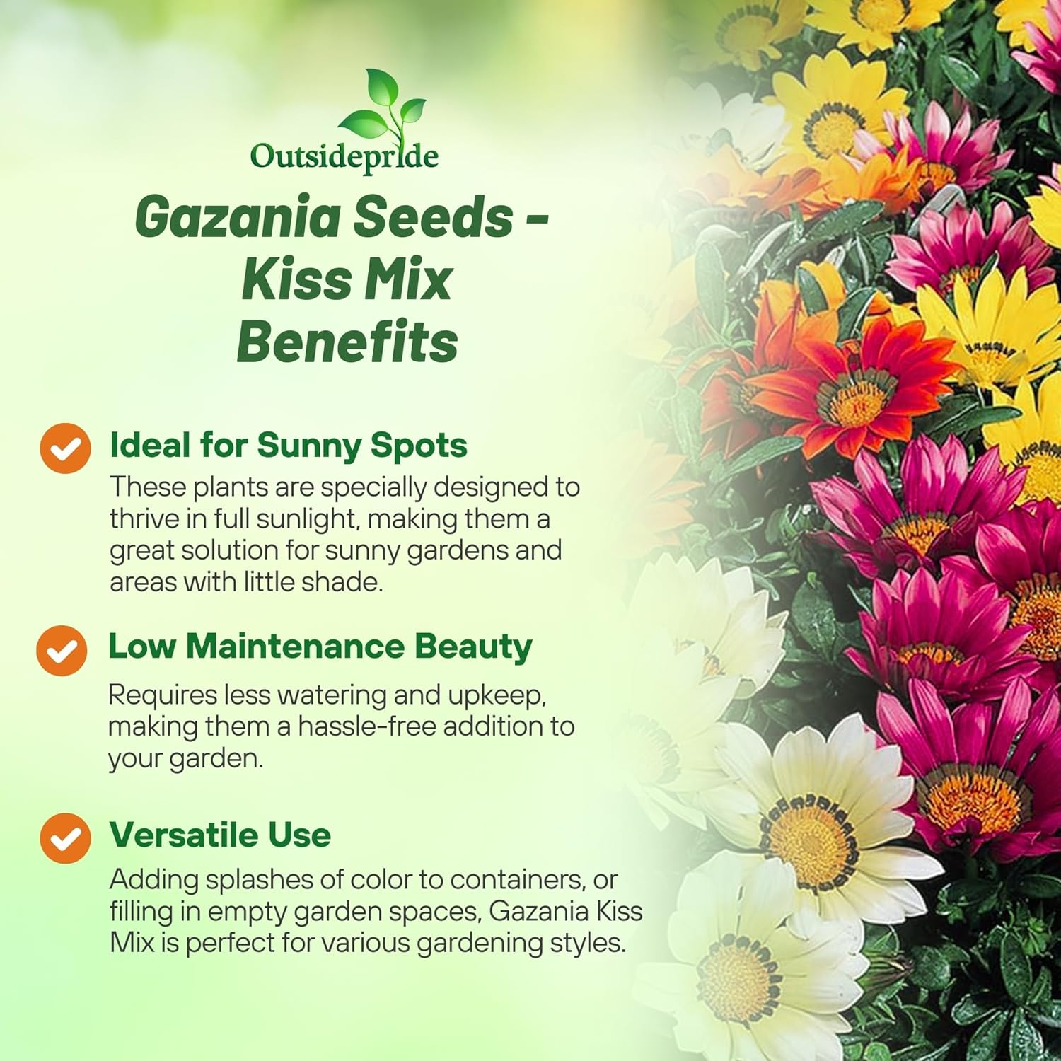 Gazania Kiss Flower Seed Mix
