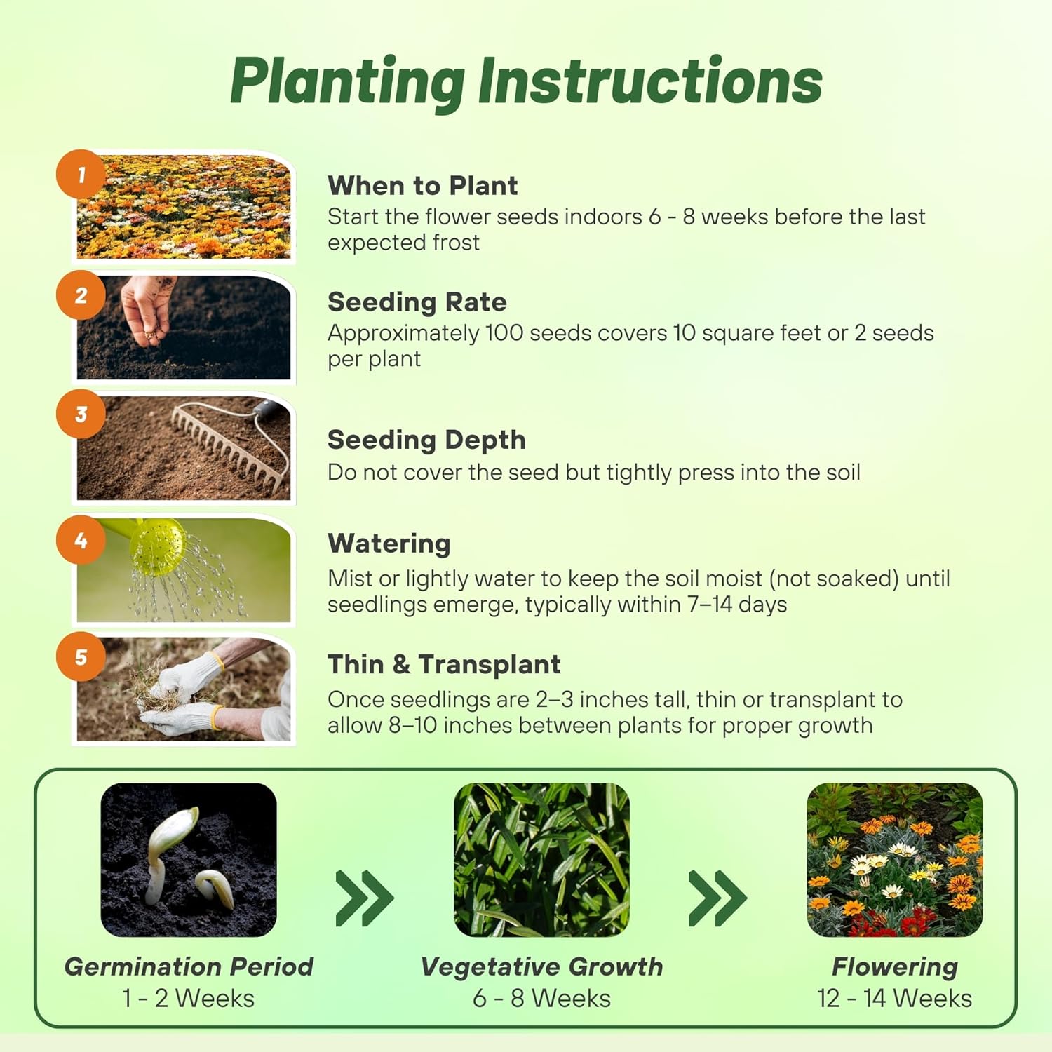 Gazania Kiss Mix Planting Directions