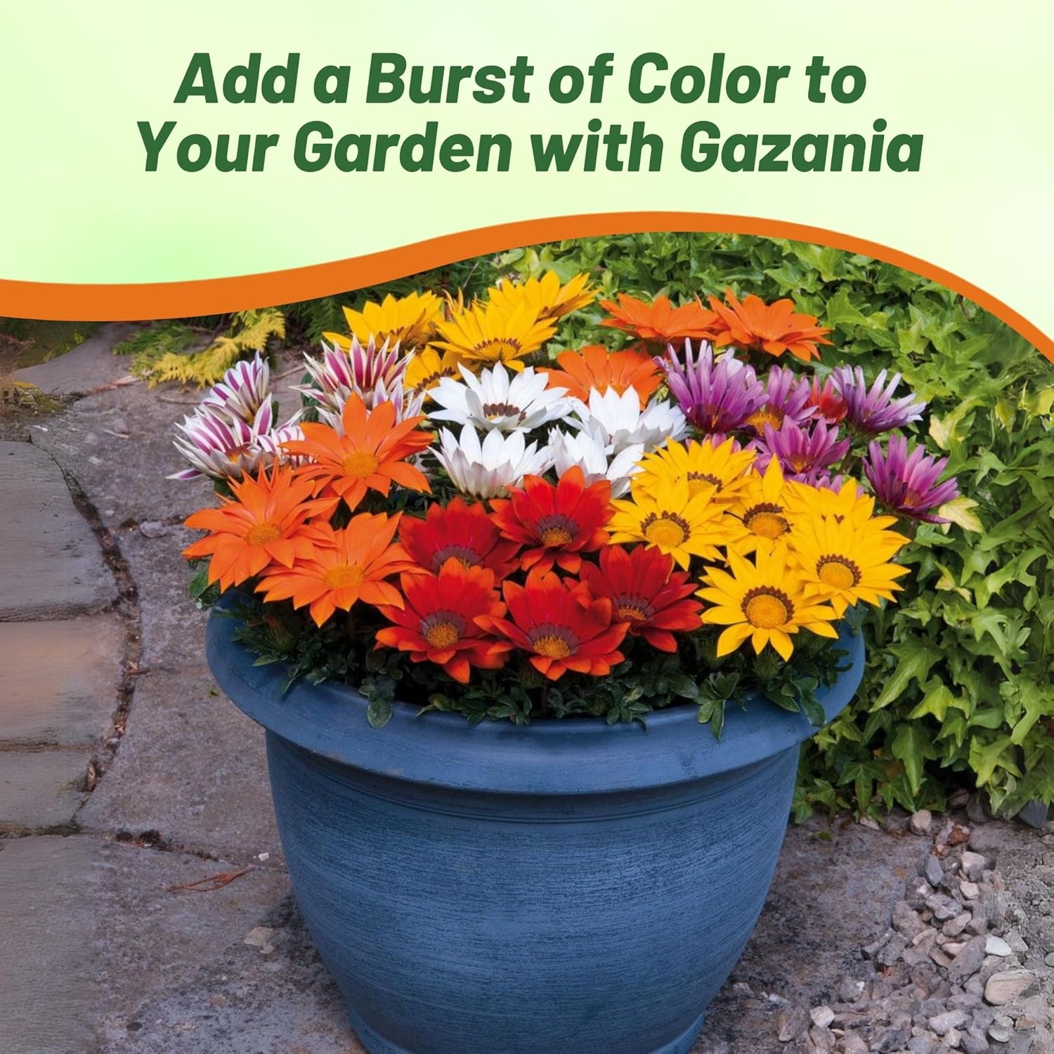 Drought Tolerant Gazania Kiss Mix
