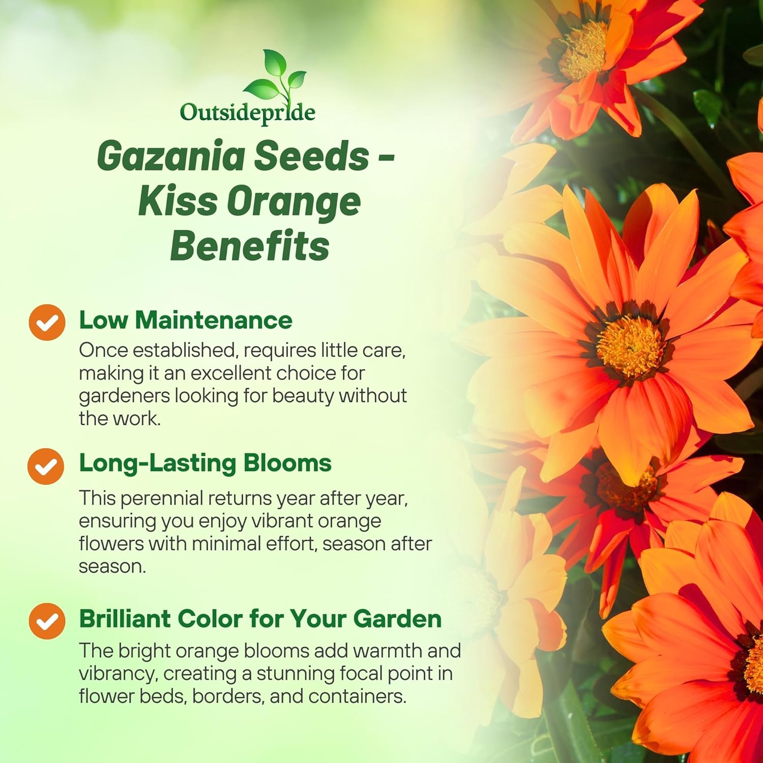 Gazania Kiss Orange Spreading Plants