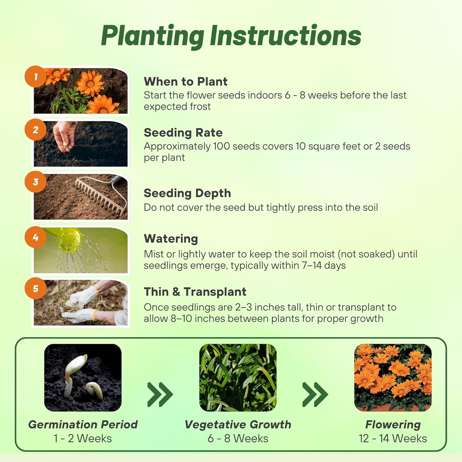 Gazania Kiss Orange Flower Seed Planting Directions