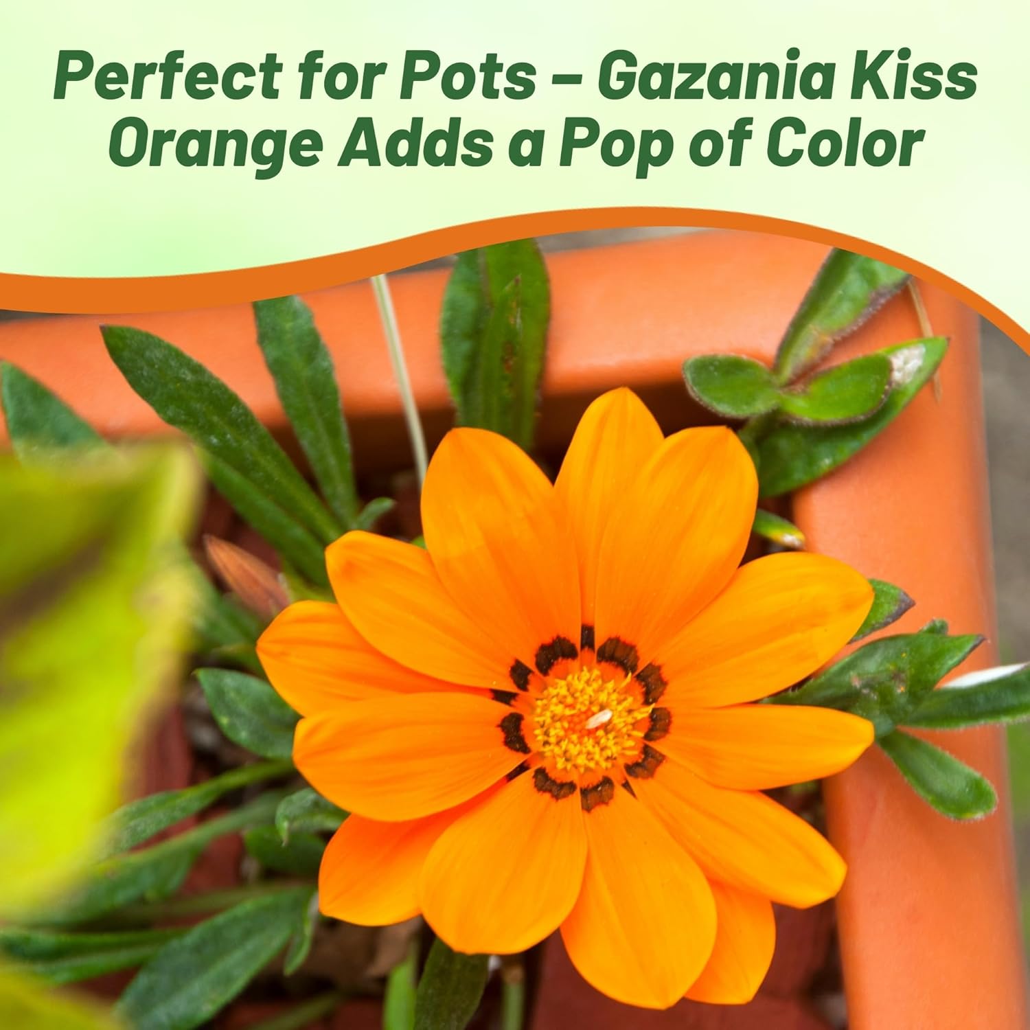 Drought Tolerant Gazania Kiss Orange Ground Cover