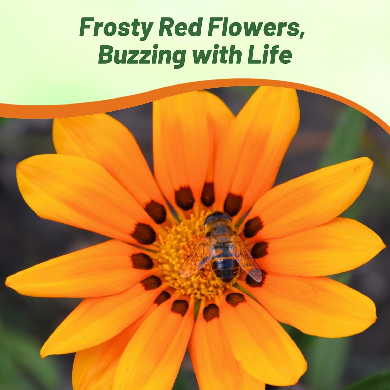 Heat Tolerant Gazania Kiss Orange Flowers
