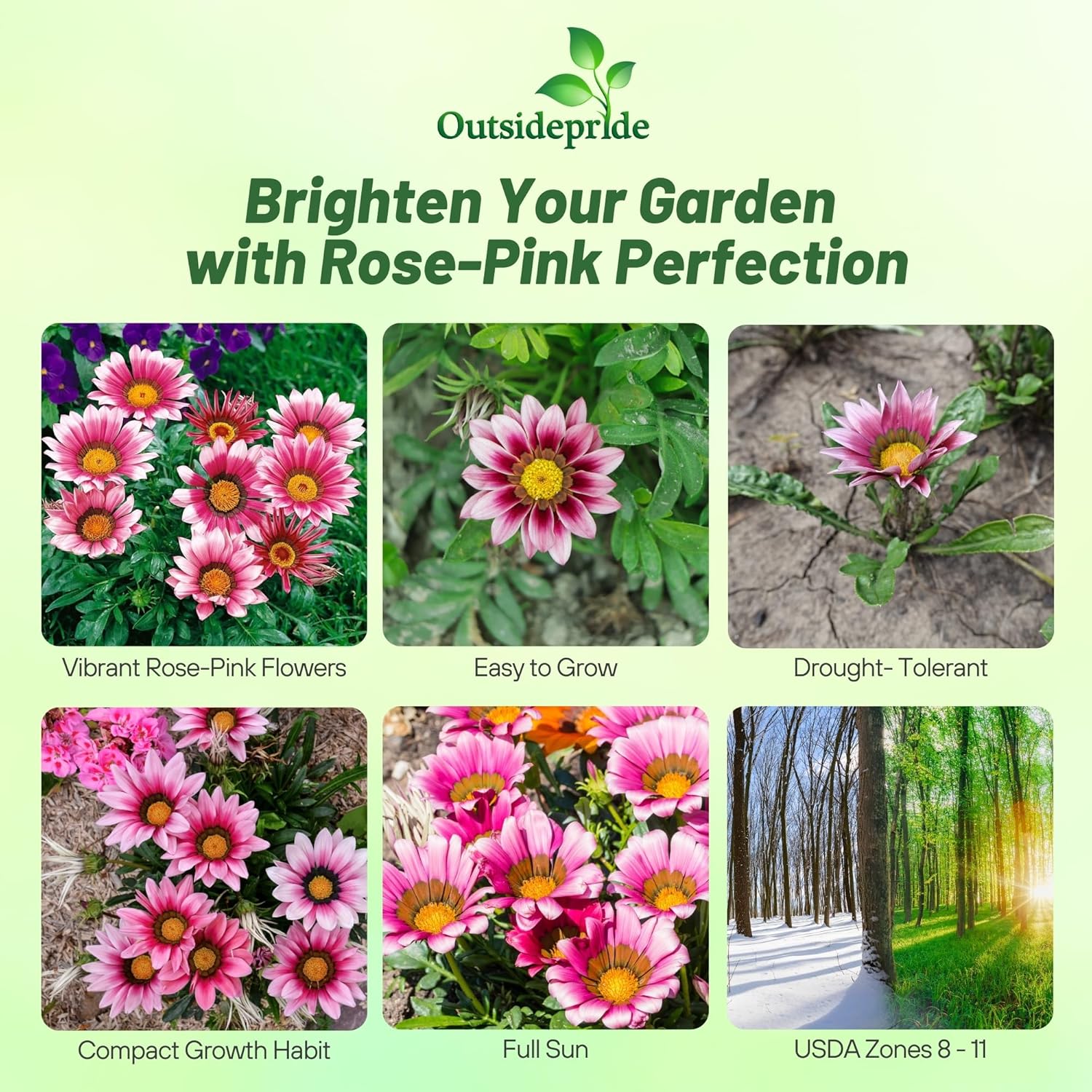 Gazania Kiss Rose Ground Cover