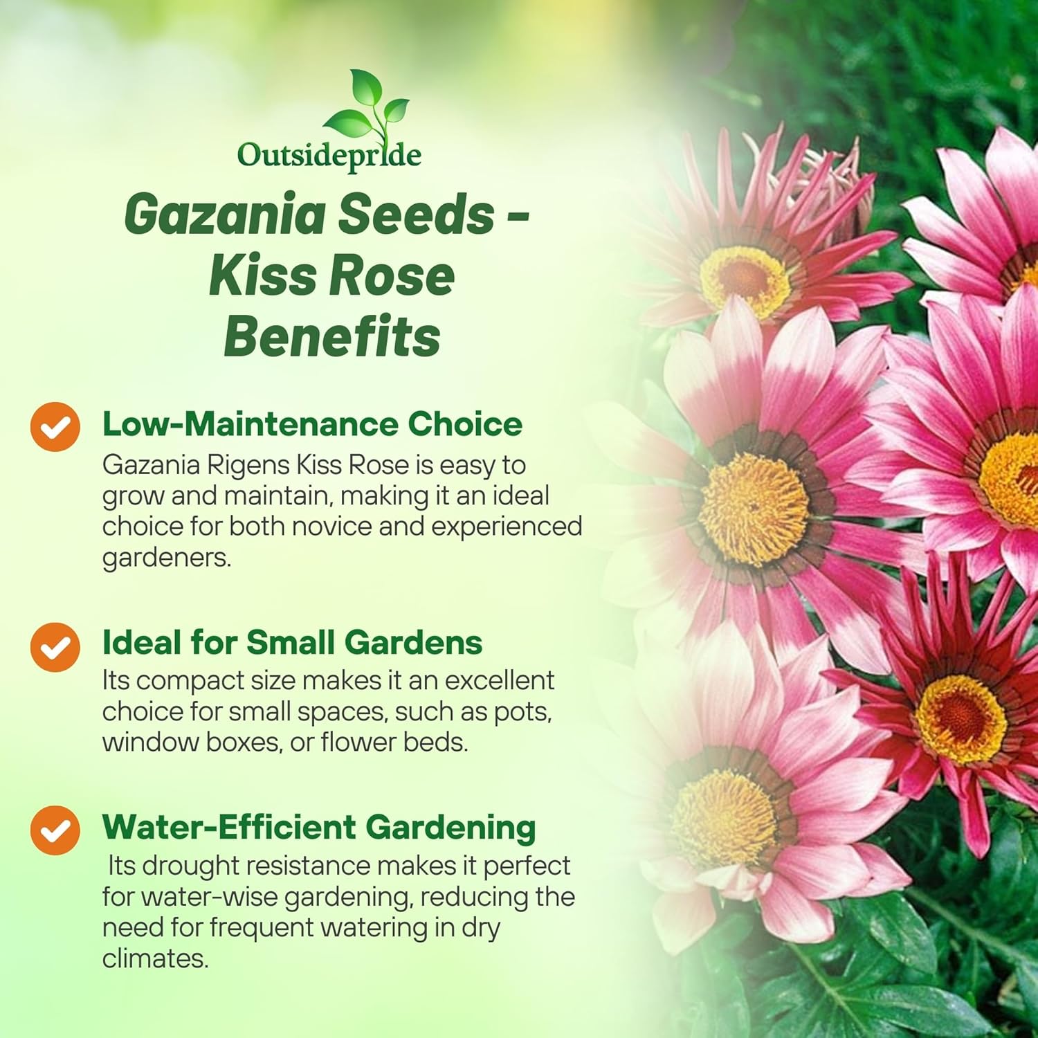 Perennial Gazania Kiss Rose Flowers