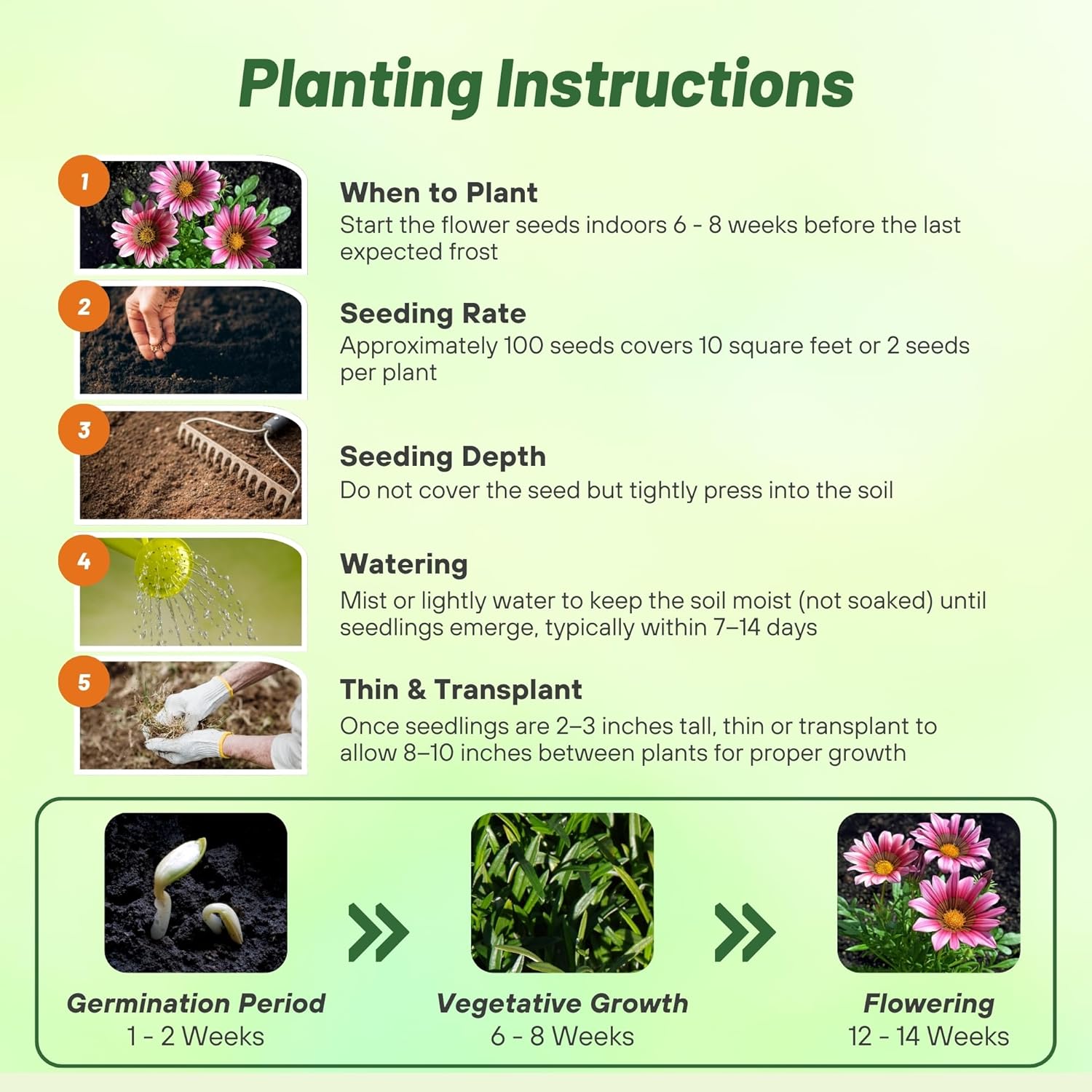 Gazania Kiss Rose Flower Seed Planting Directions
