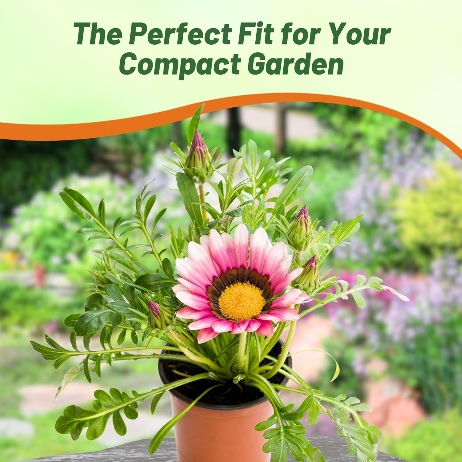 Drought Tolerant Gazania Kiss Rose Flowers