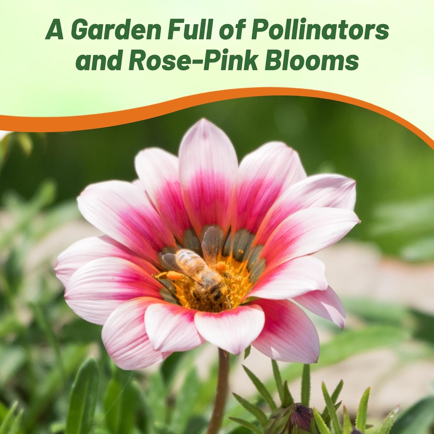 Heat Tolerant Gazania Kiss Rose Ground Cover