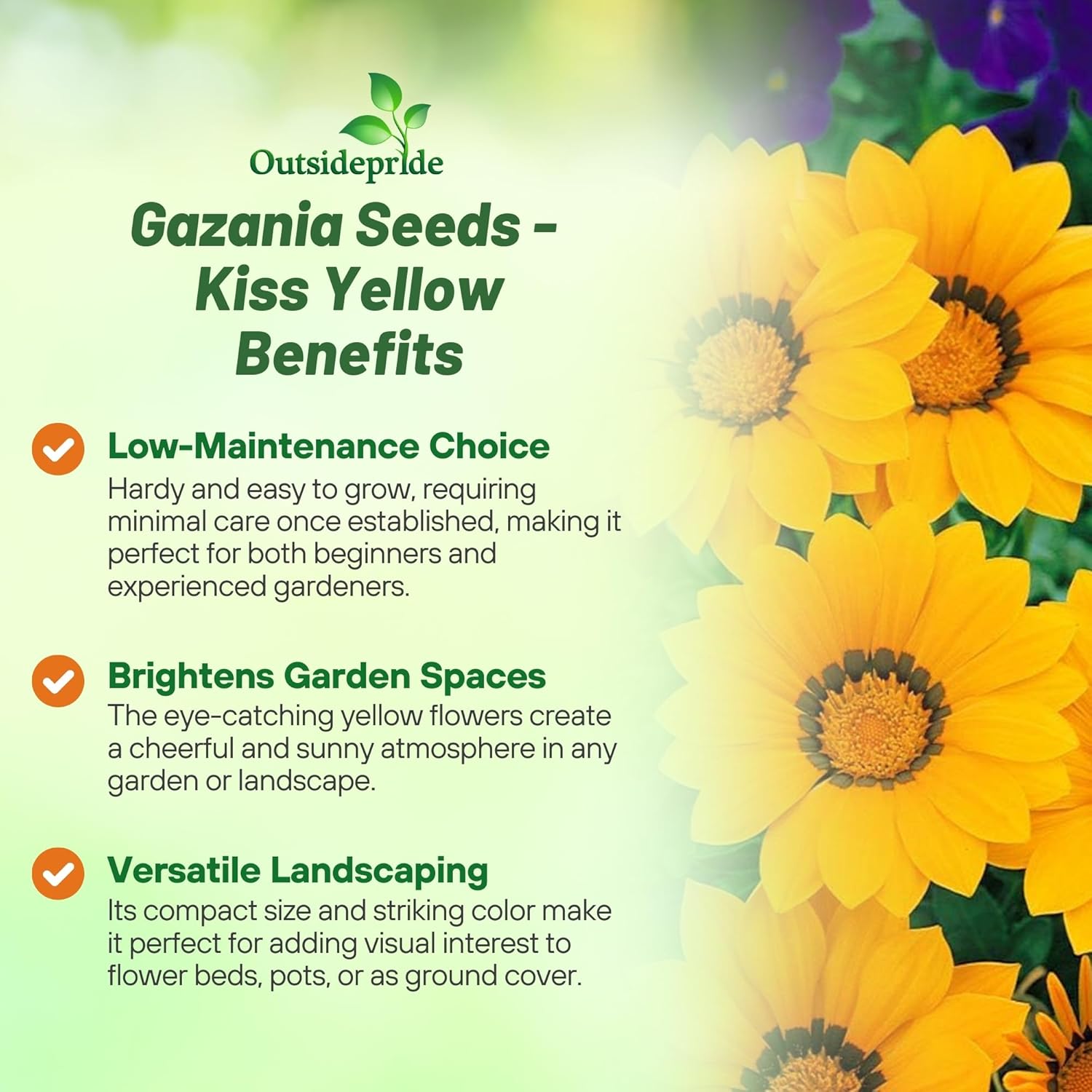 Gazania Kiss Yellow Ground Cover