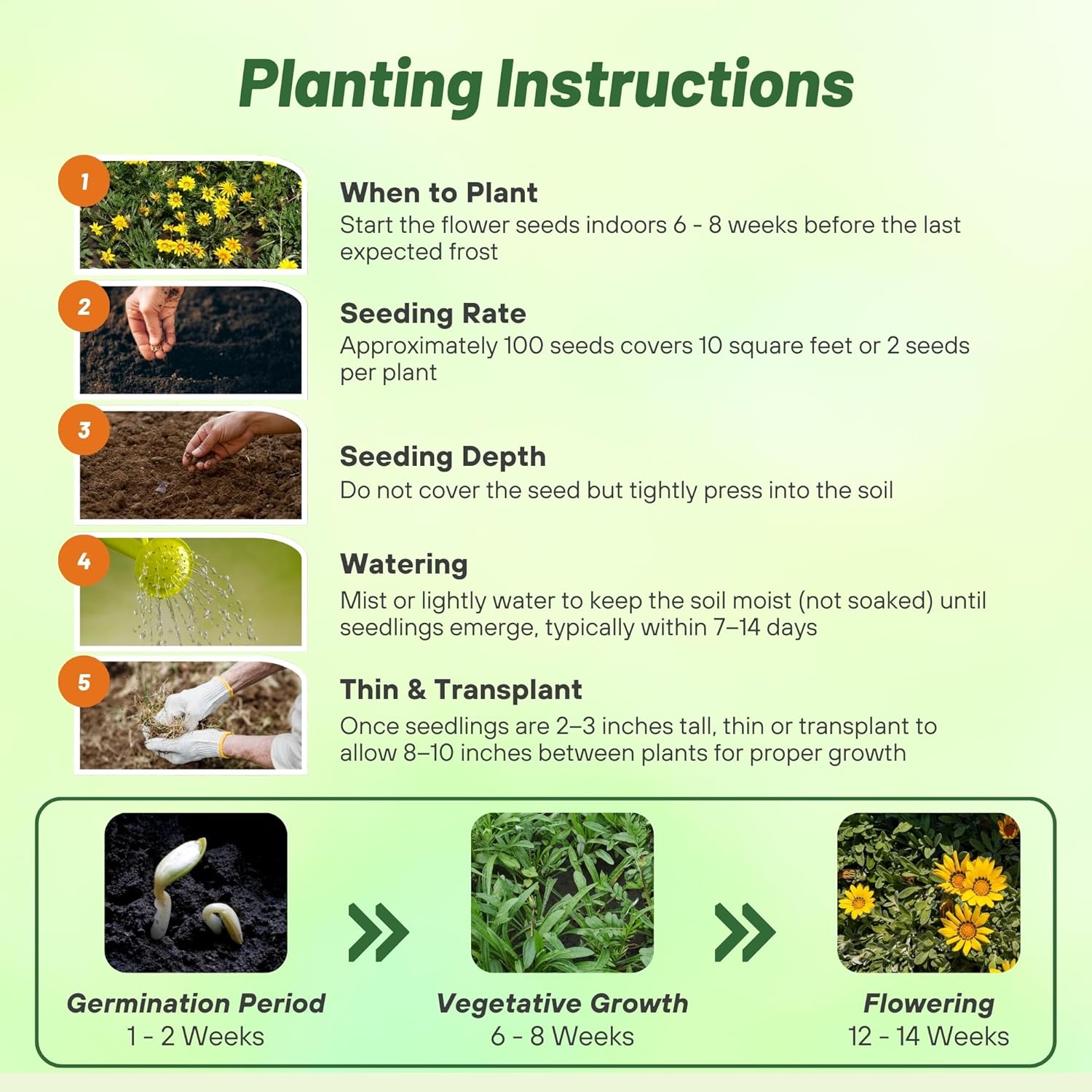 Gazania Kiss Yellow Planting Directions