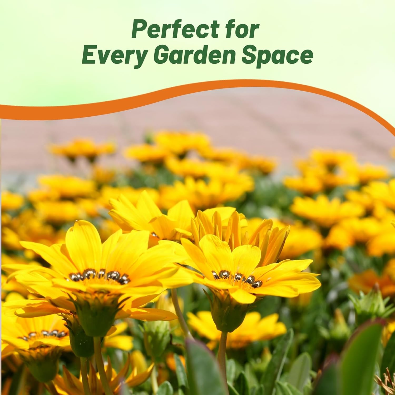 Gazania Kiss Yellow Heat Resistant