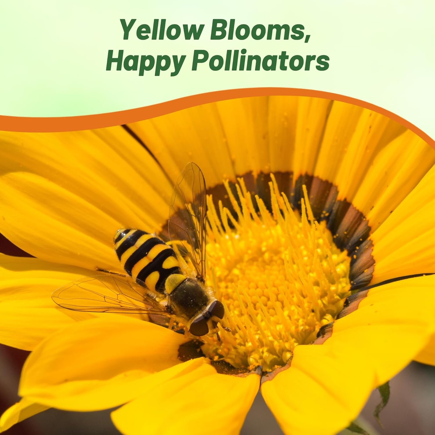 Gazania Kiss Yellow Flower Seeds