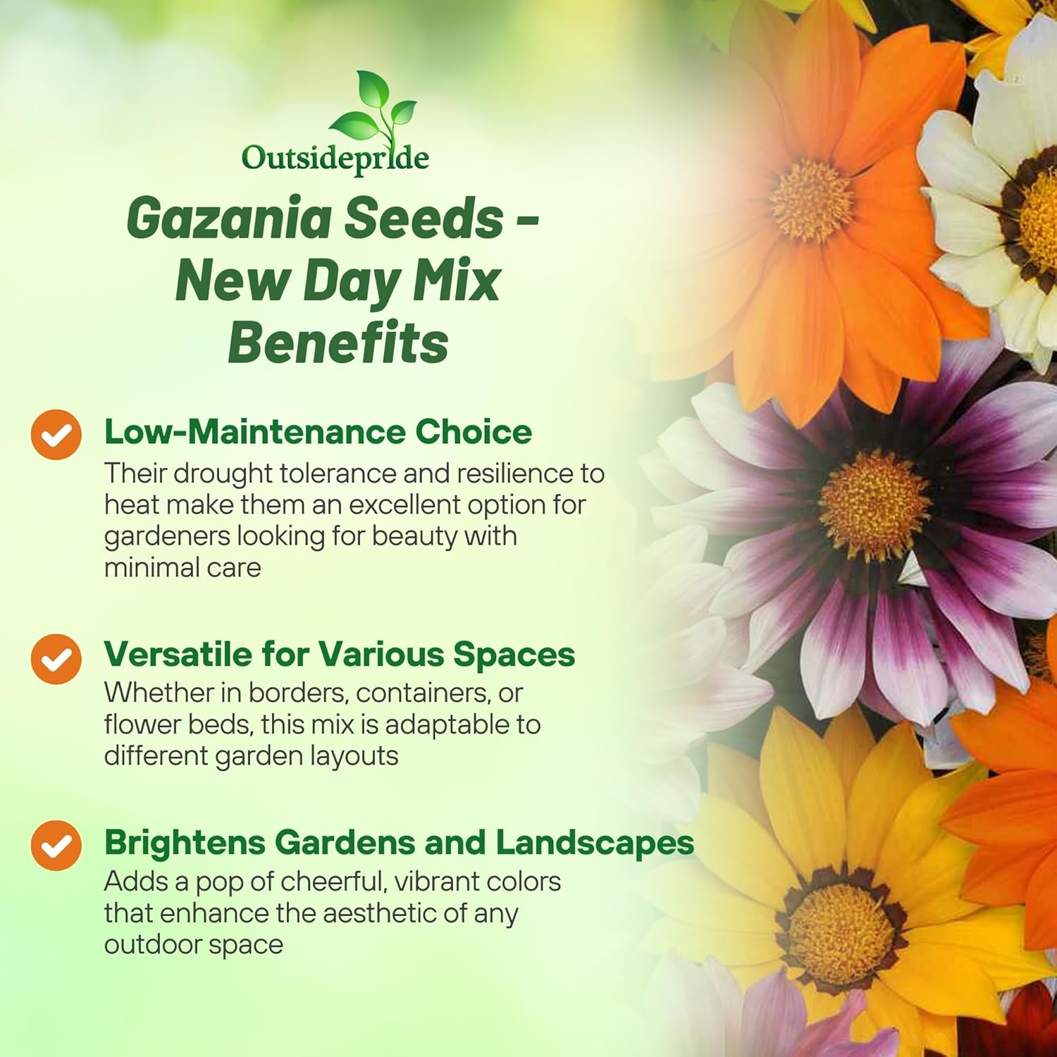 Gazania New Day Ground Cover Seed Mix