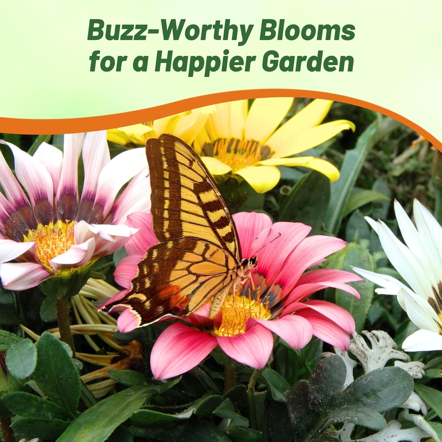 Heat Tolerant Gazania New Day Flower Seed Mix