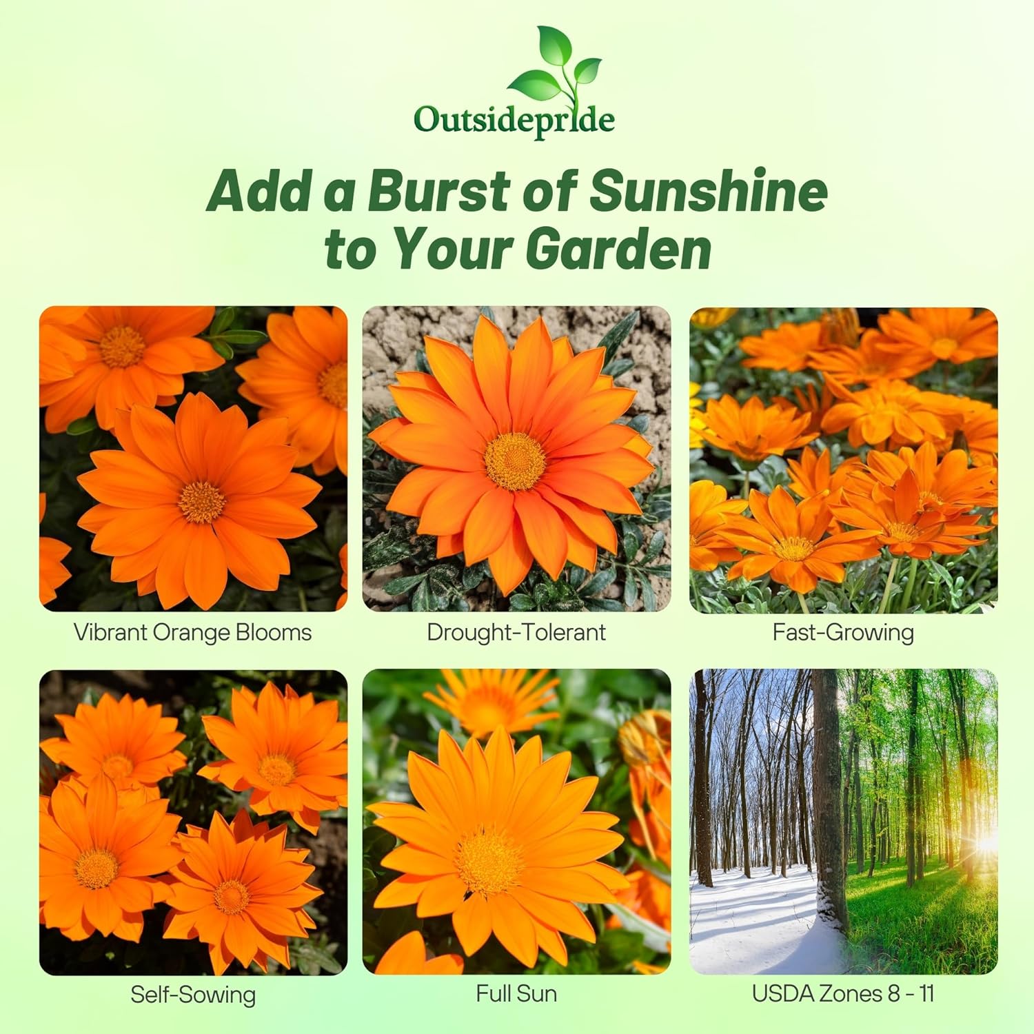 Gazania Orange Ground Cover Seed
