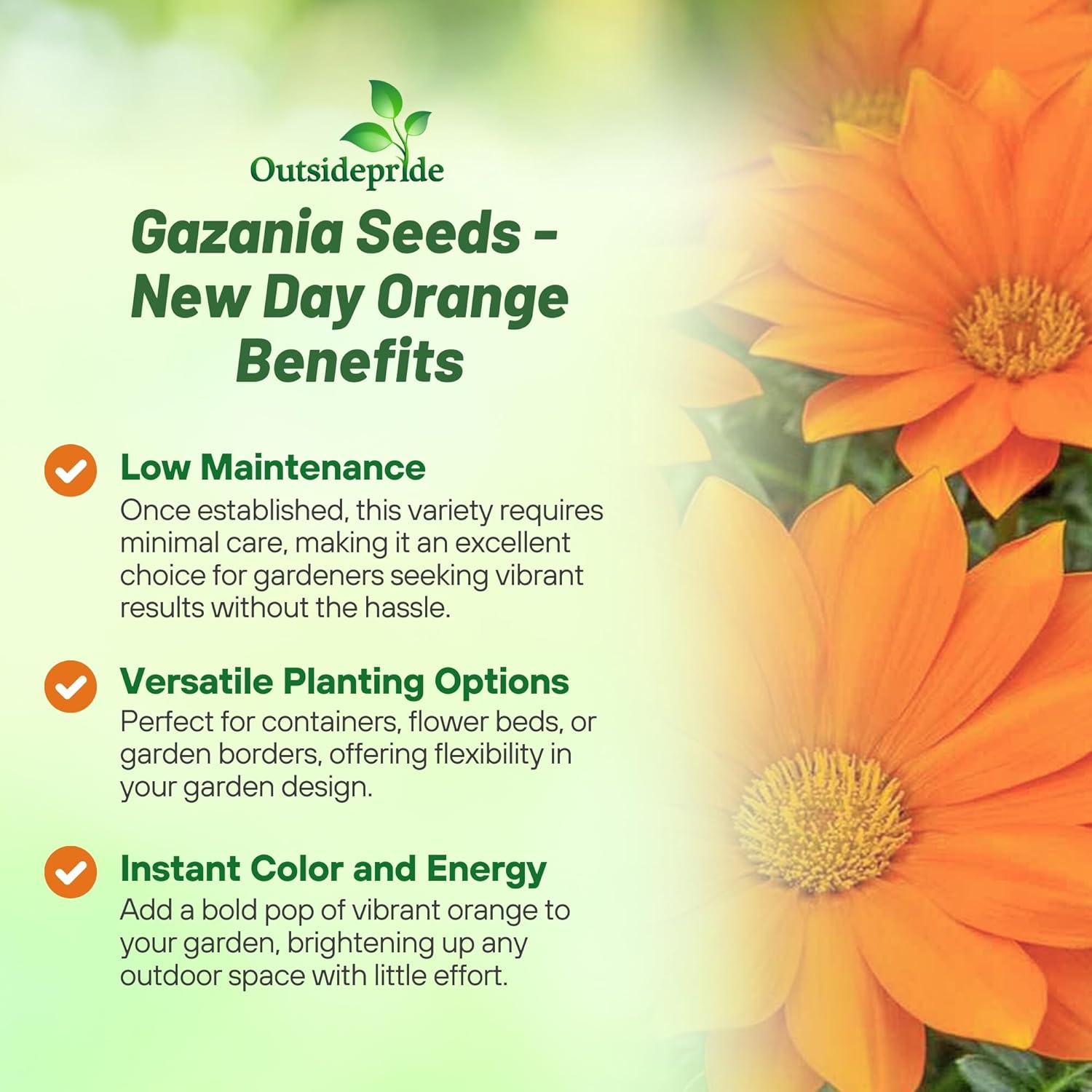 Drought Tolerant New Day Gazania Orange