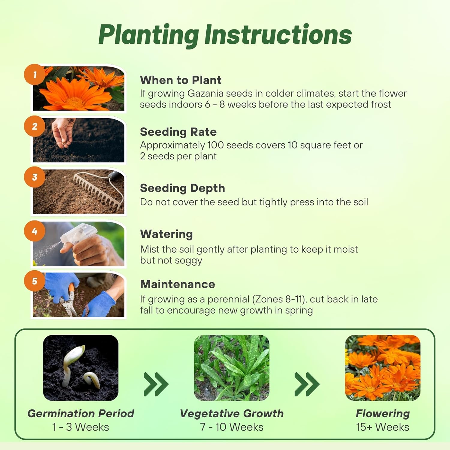 Gazania Orange Seed Planting Directions