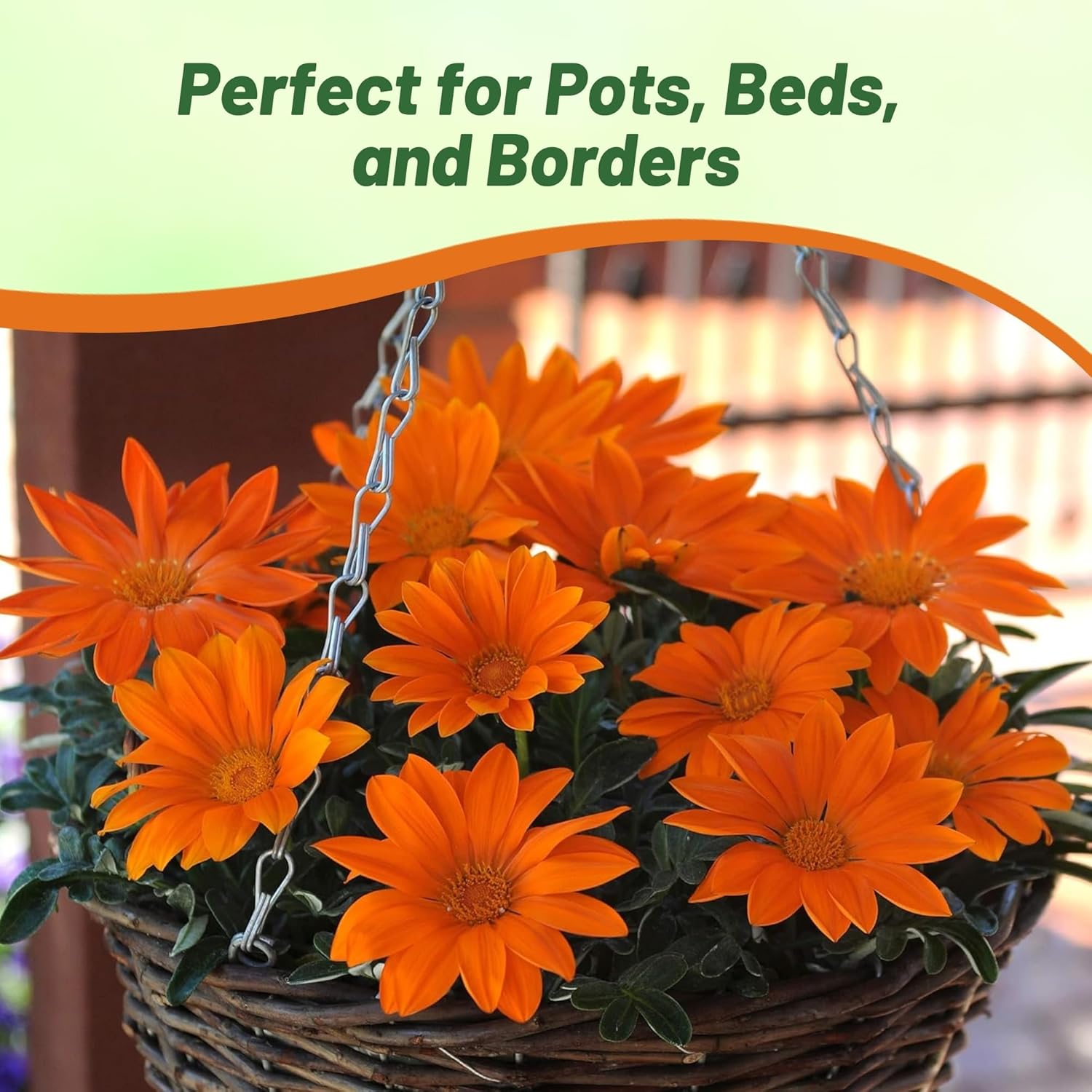 Heat Tolerant Gazania Orange Container Plants