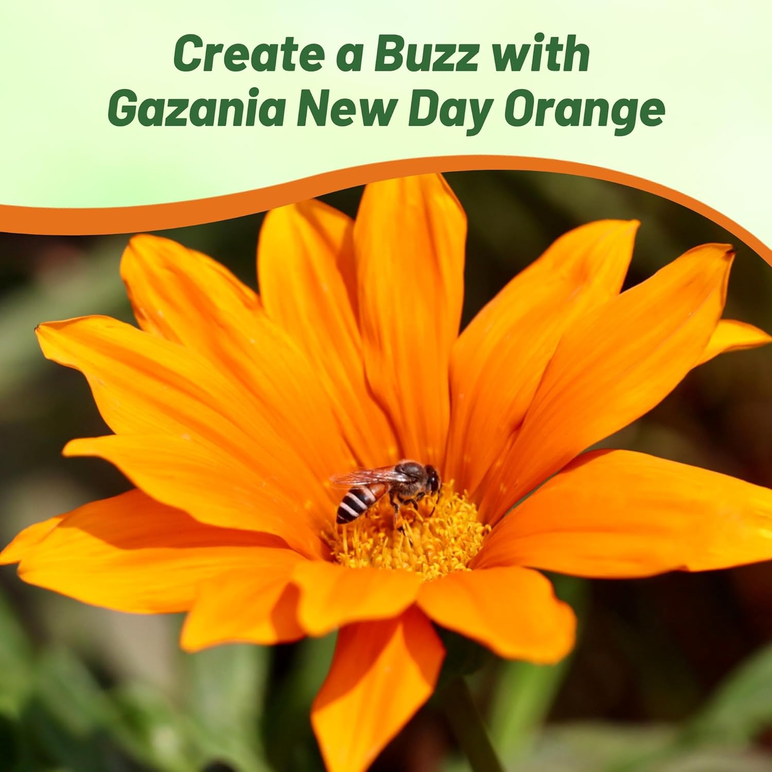 Gazania New Day Orange With Pollinating Bee