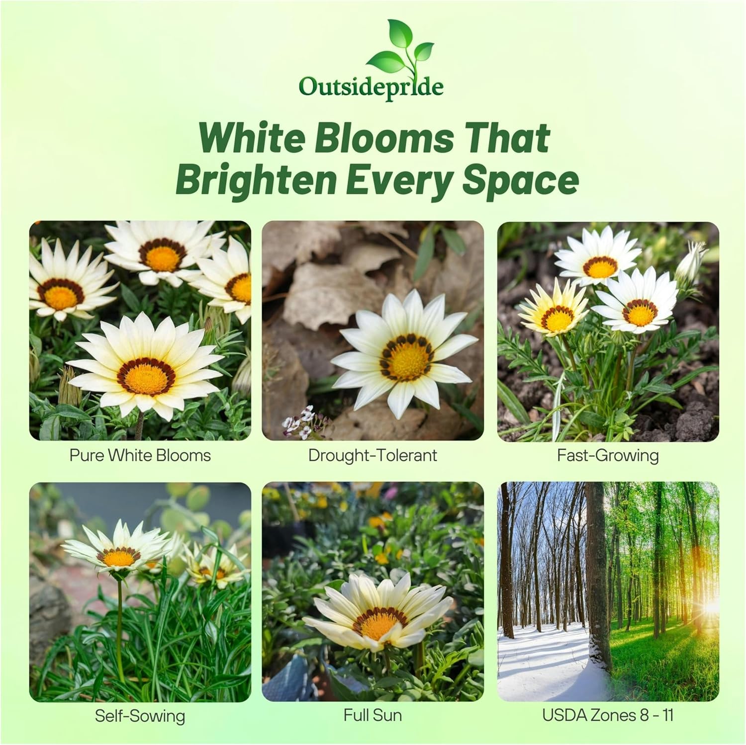 Gazania White Flowering Plants