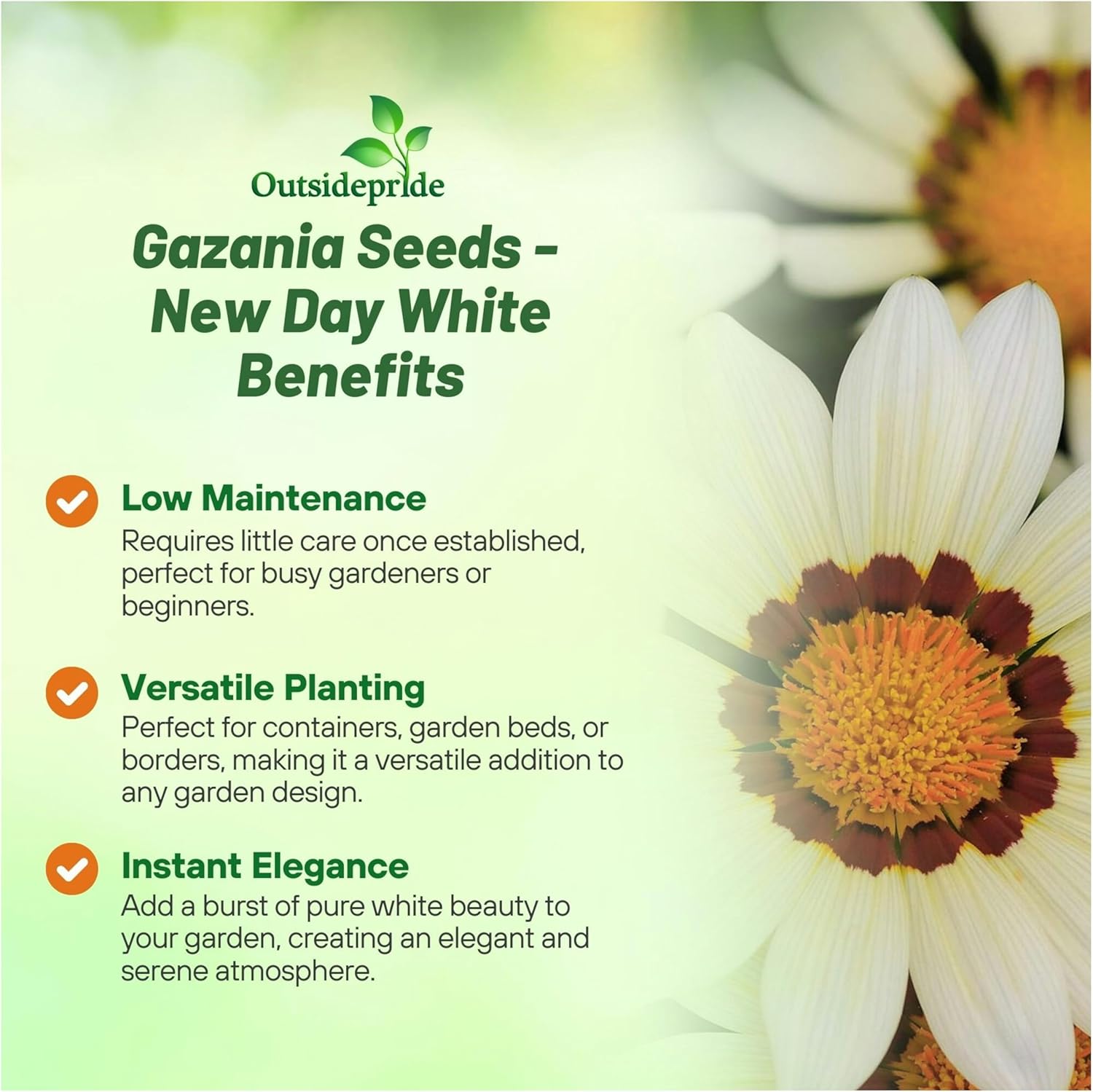 Drought Tolerant Gazania White Ground Cover Plants