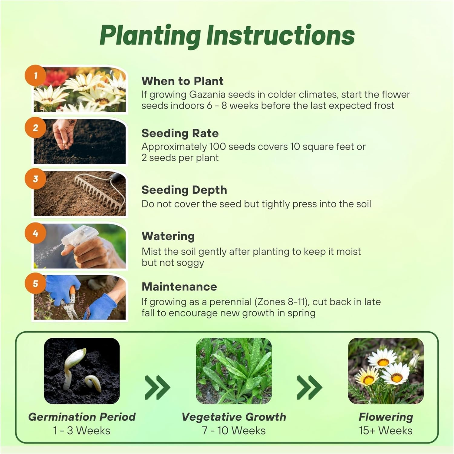 Gazania White Ground Cover Planting Directions