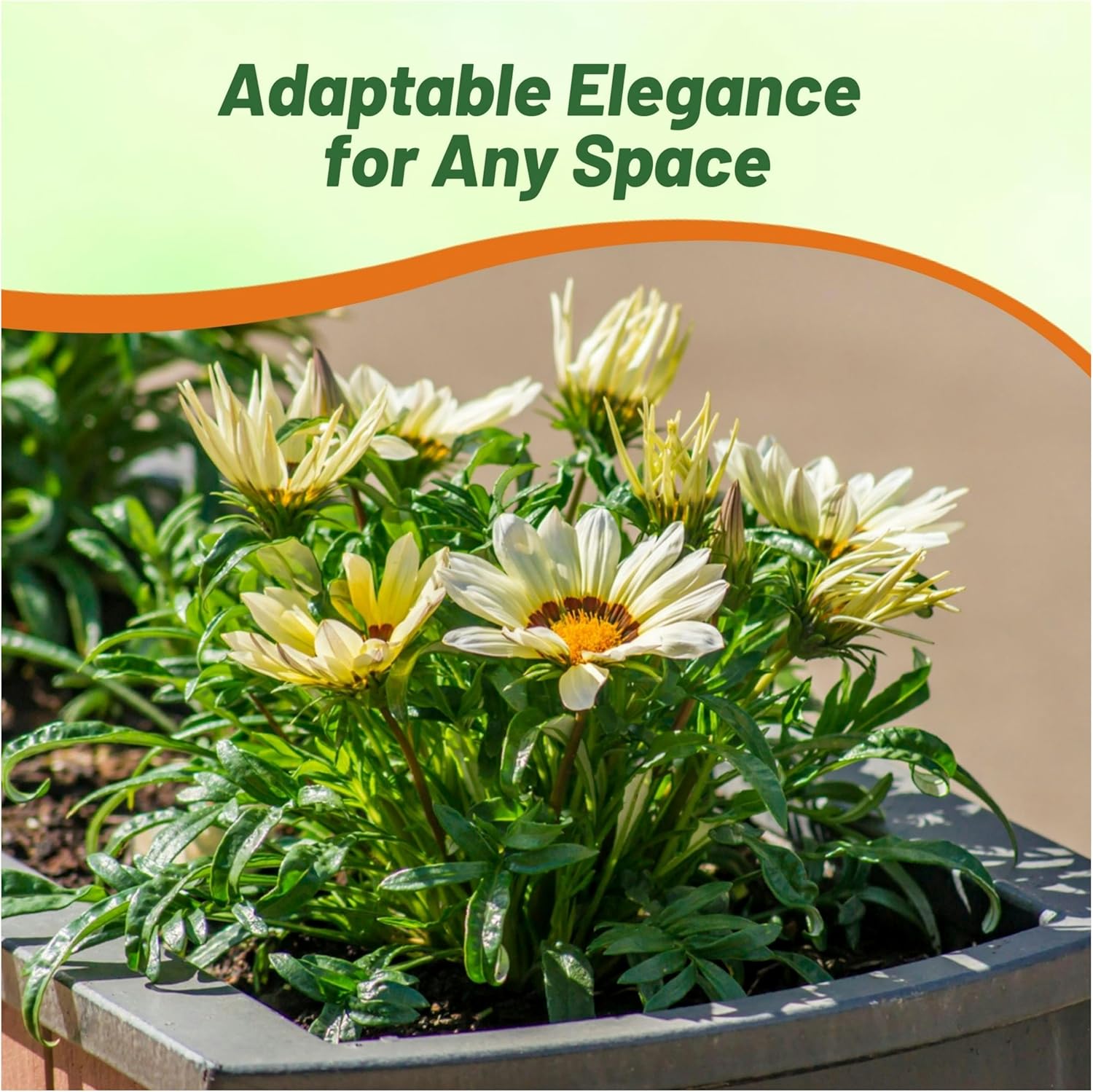Heat Tolerant Gazania White Ground Cover