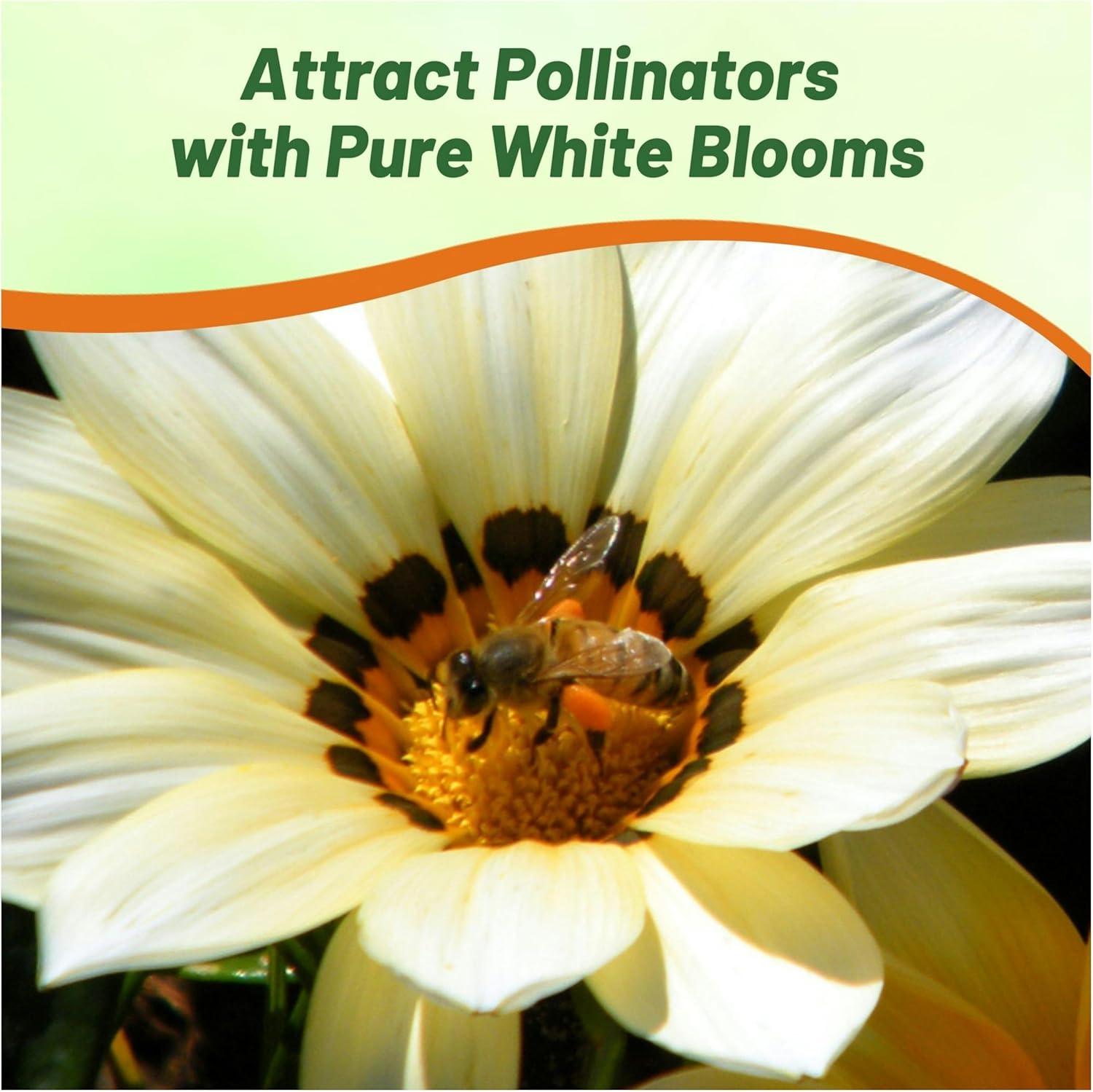 Gazania White Container Plants