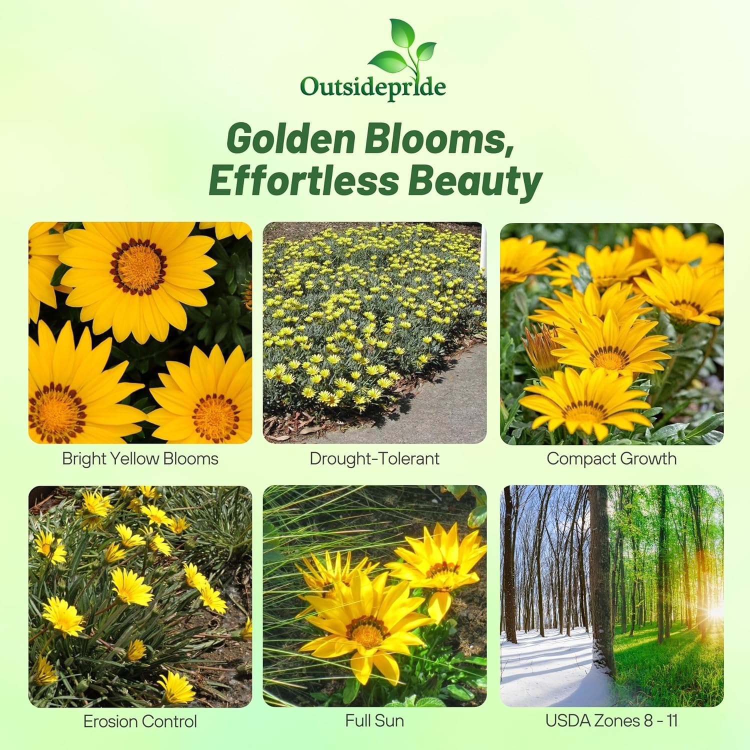 Gazania New Day Ground Cover
